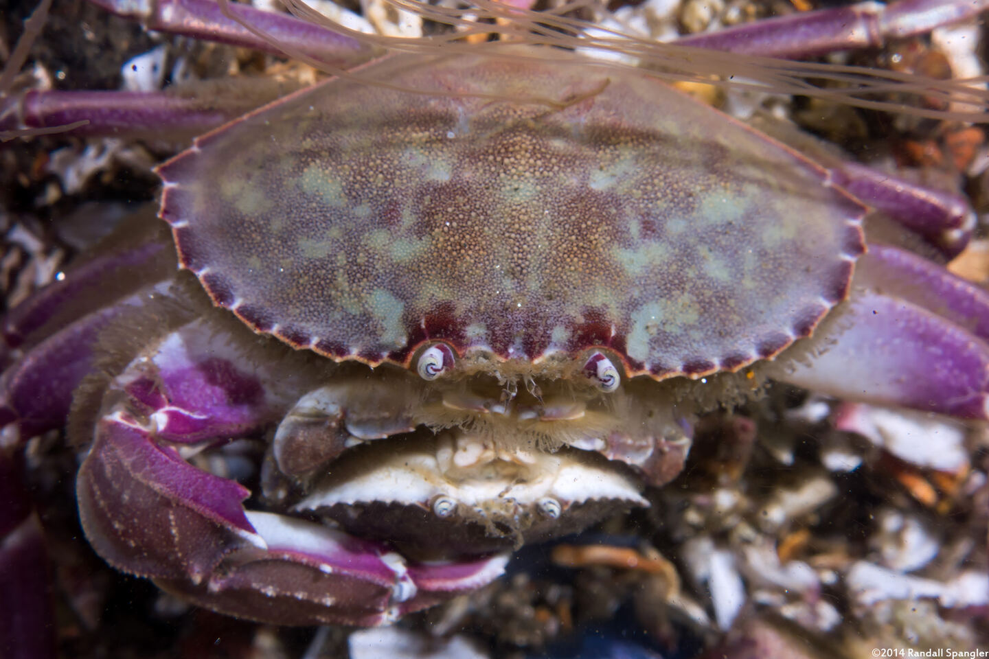 Metacarcinus gracilis (Graceful Crab); Mating