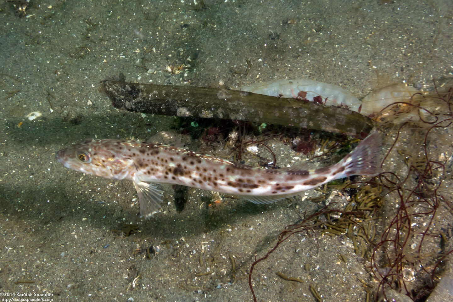 Ophiodon elongatus (Lingcod)