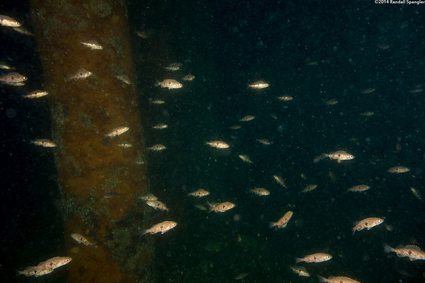 Sebastes semicinctus (Halfbanded Rockfish)