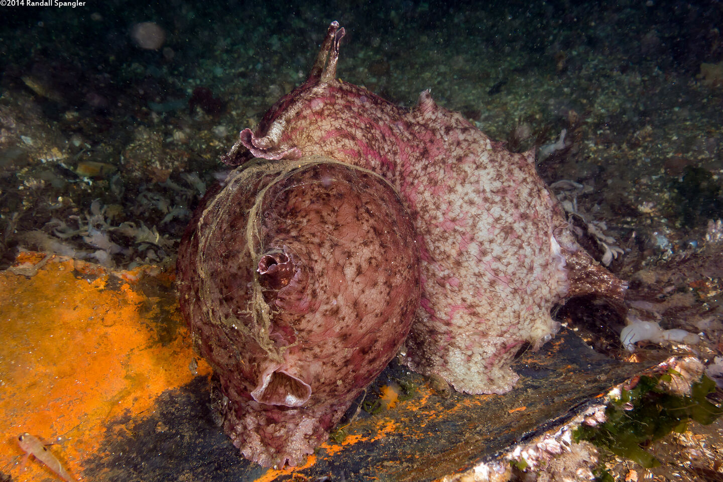 Aplysia californica (Brown Sea Hare)