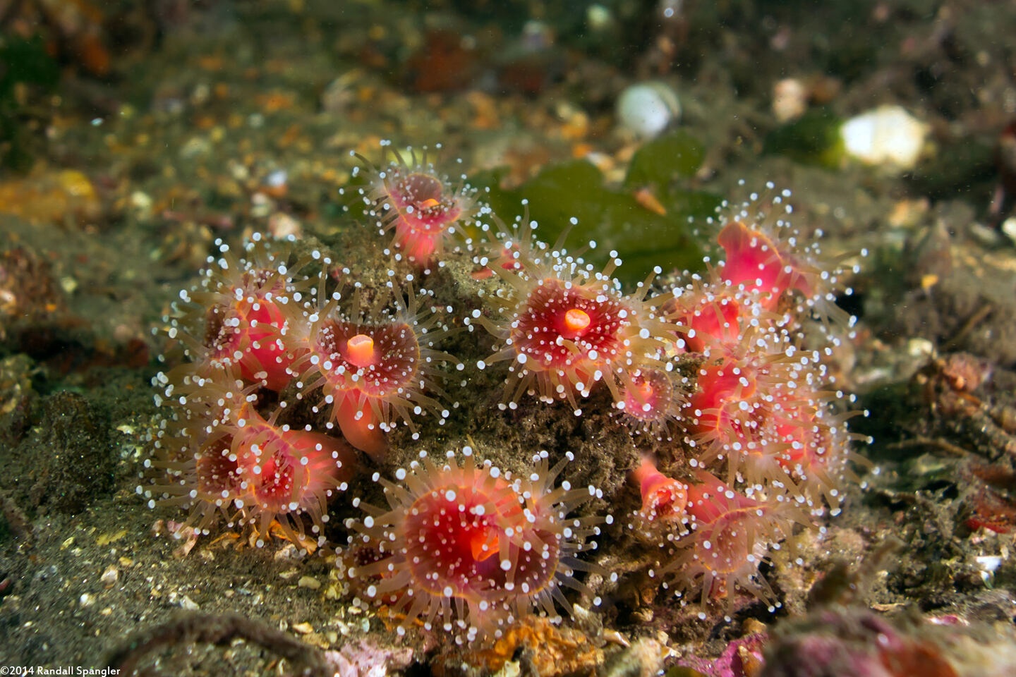 Corynactis californica (Club-Tipped Anemone)