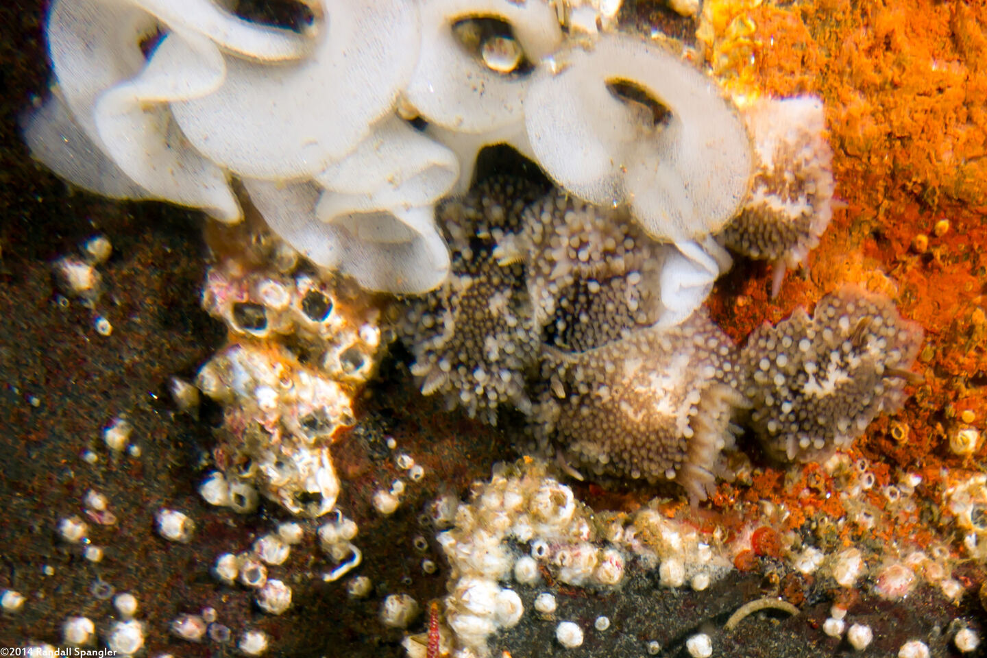 Onchidoris bilamellata (Barnacle-Eating Dorid)