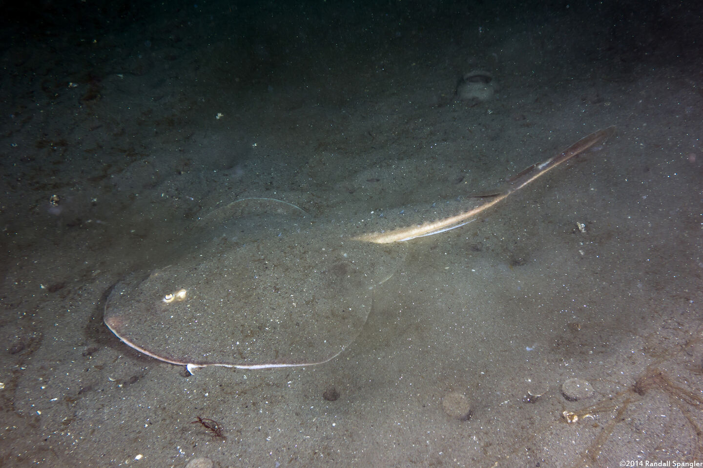 Platyrhinoidis triseriata (Thornback)