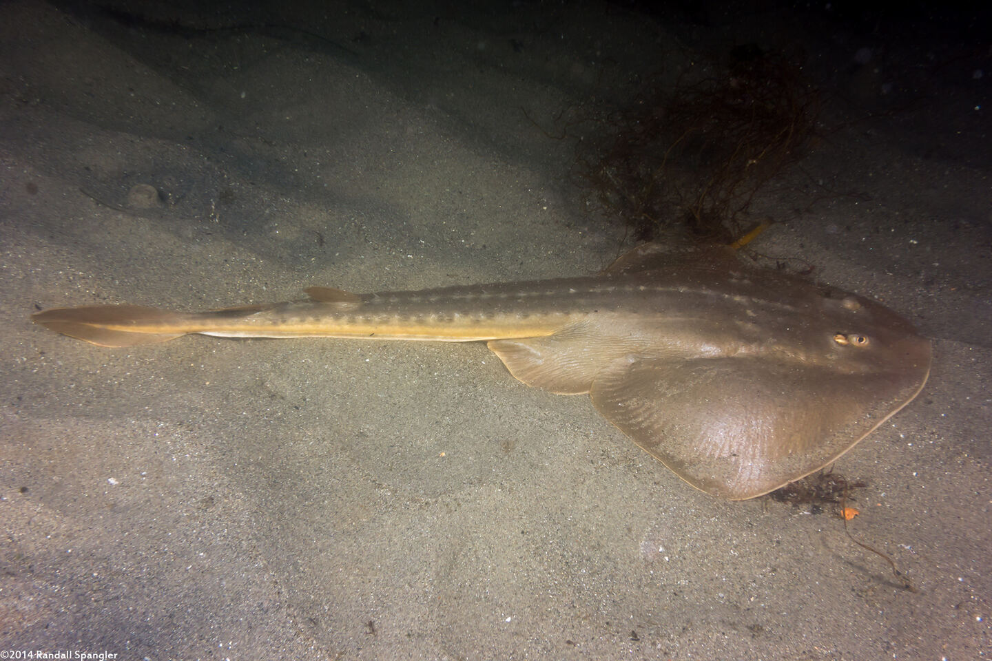 Platyrhinoidis triseriata (Thornback)