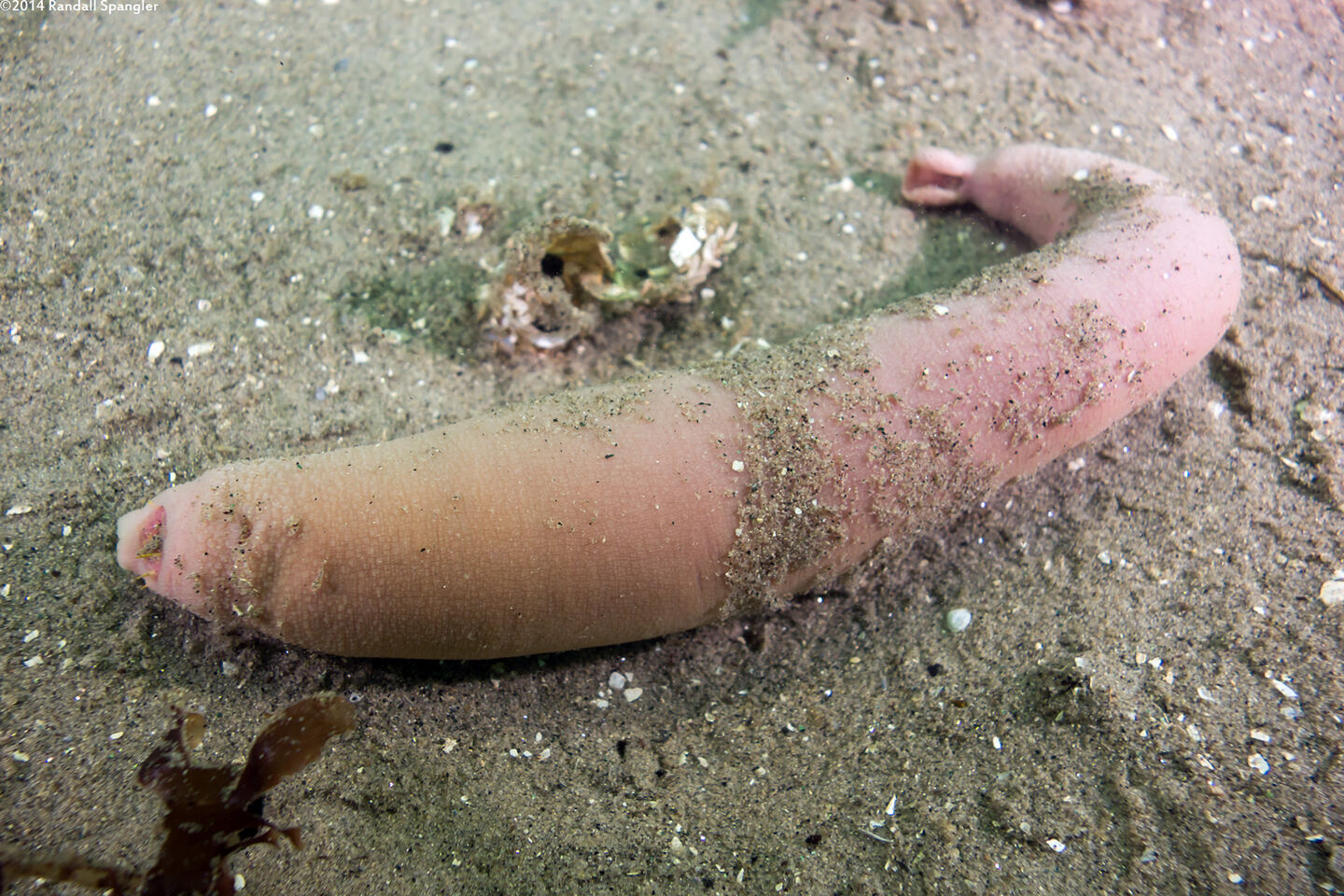 Urechis caupo (Fat Innkeeper Worm)