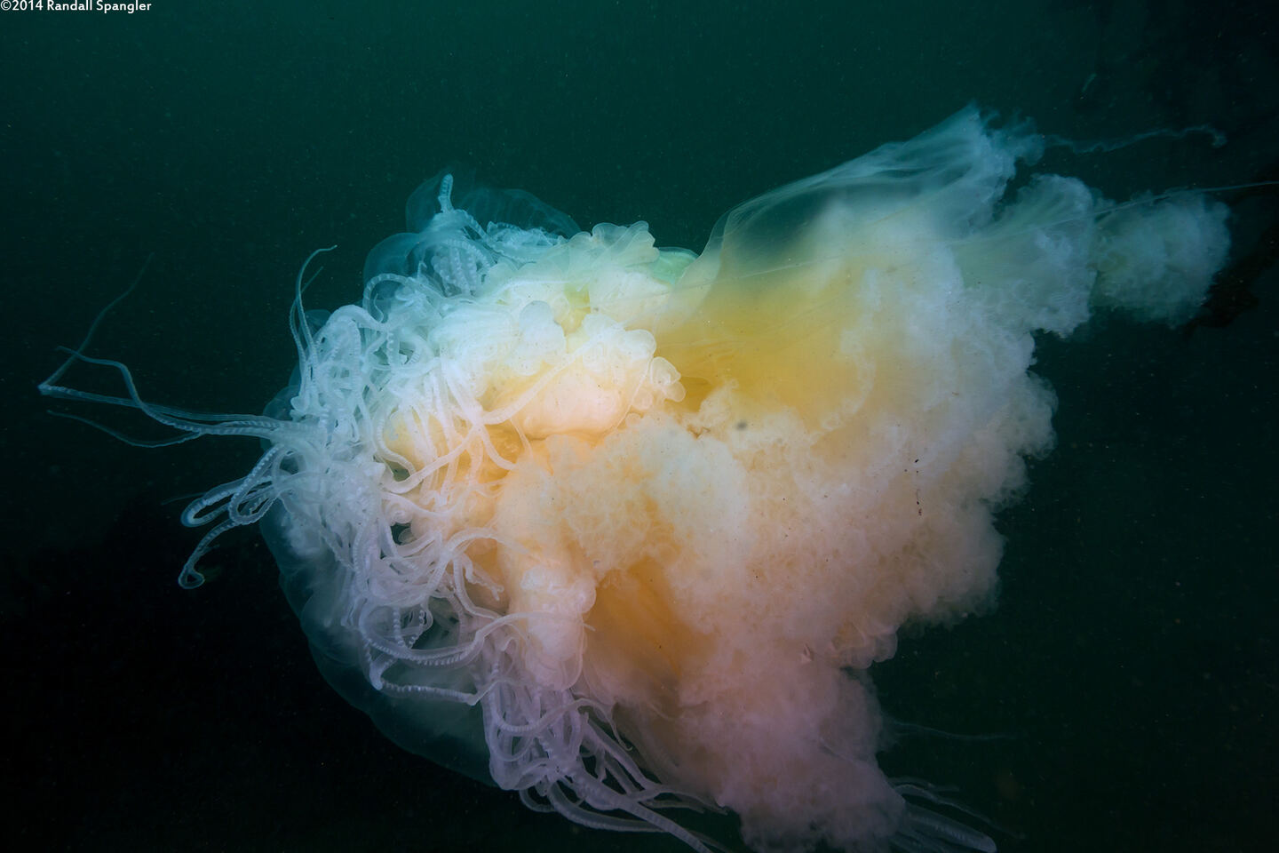 Phacellophora camtschatica (Egg-Yolk Jelly)