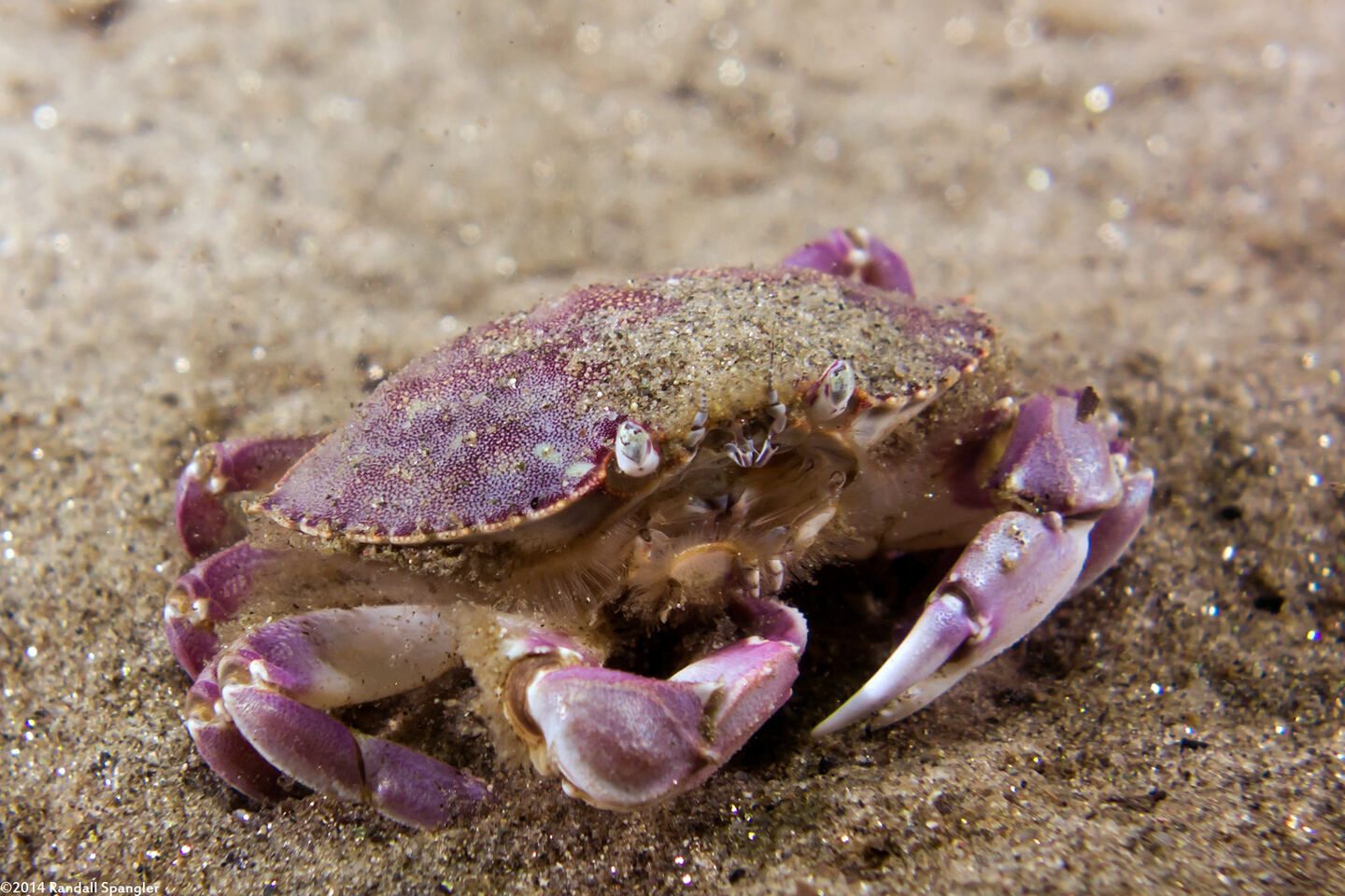 Metacarcinus gracilis (Graceful Crab)