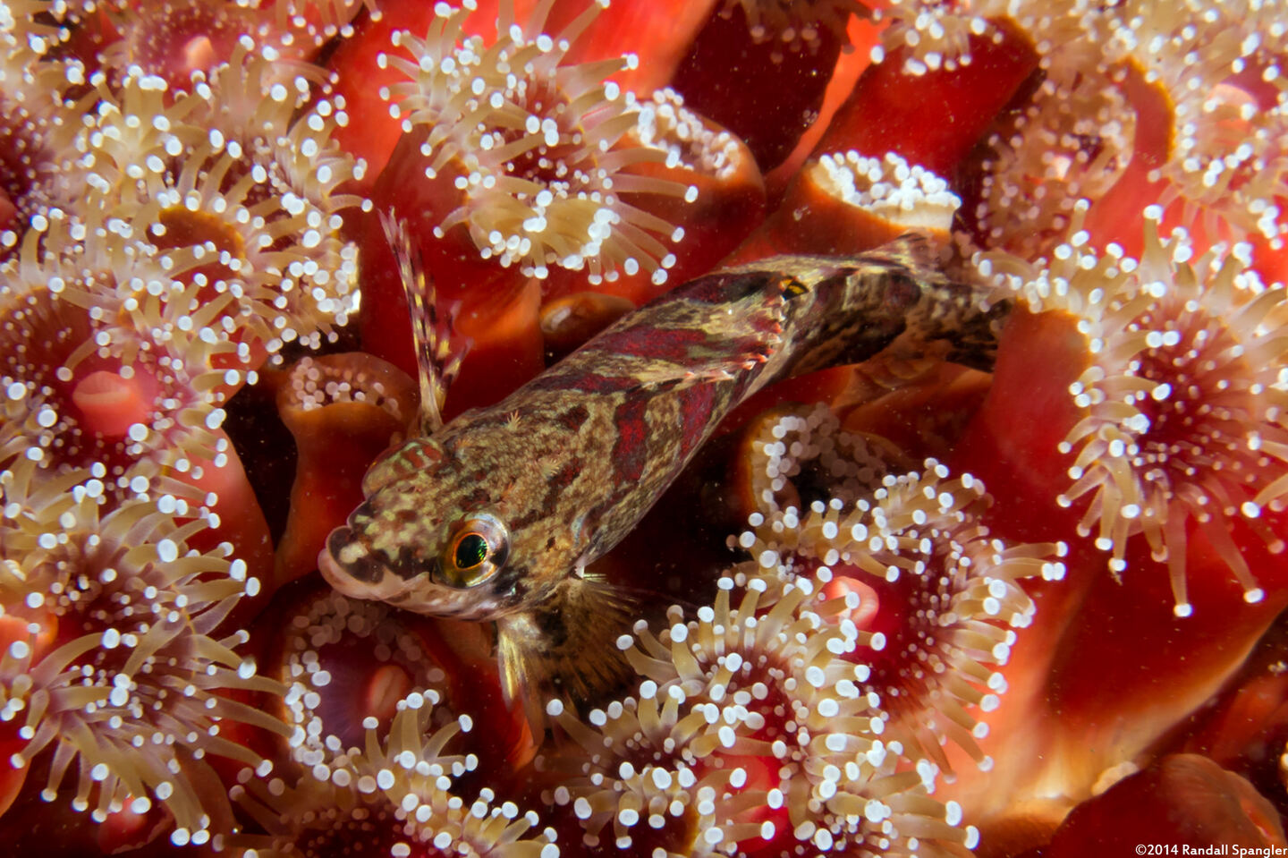 Oxylebius pictus (Painted Greenling)