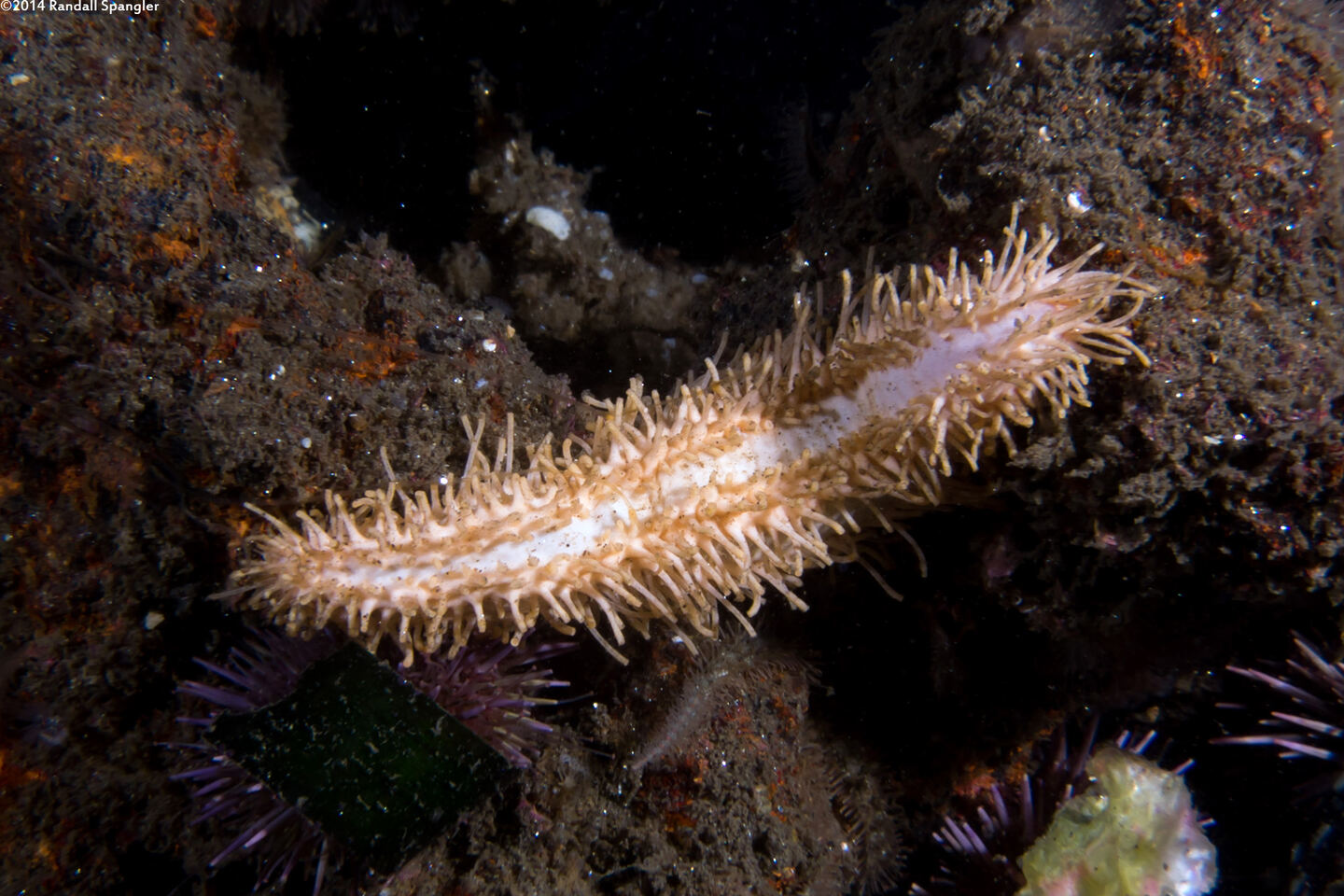 Eupentacta quinquesemita (White Sea Cucumber)