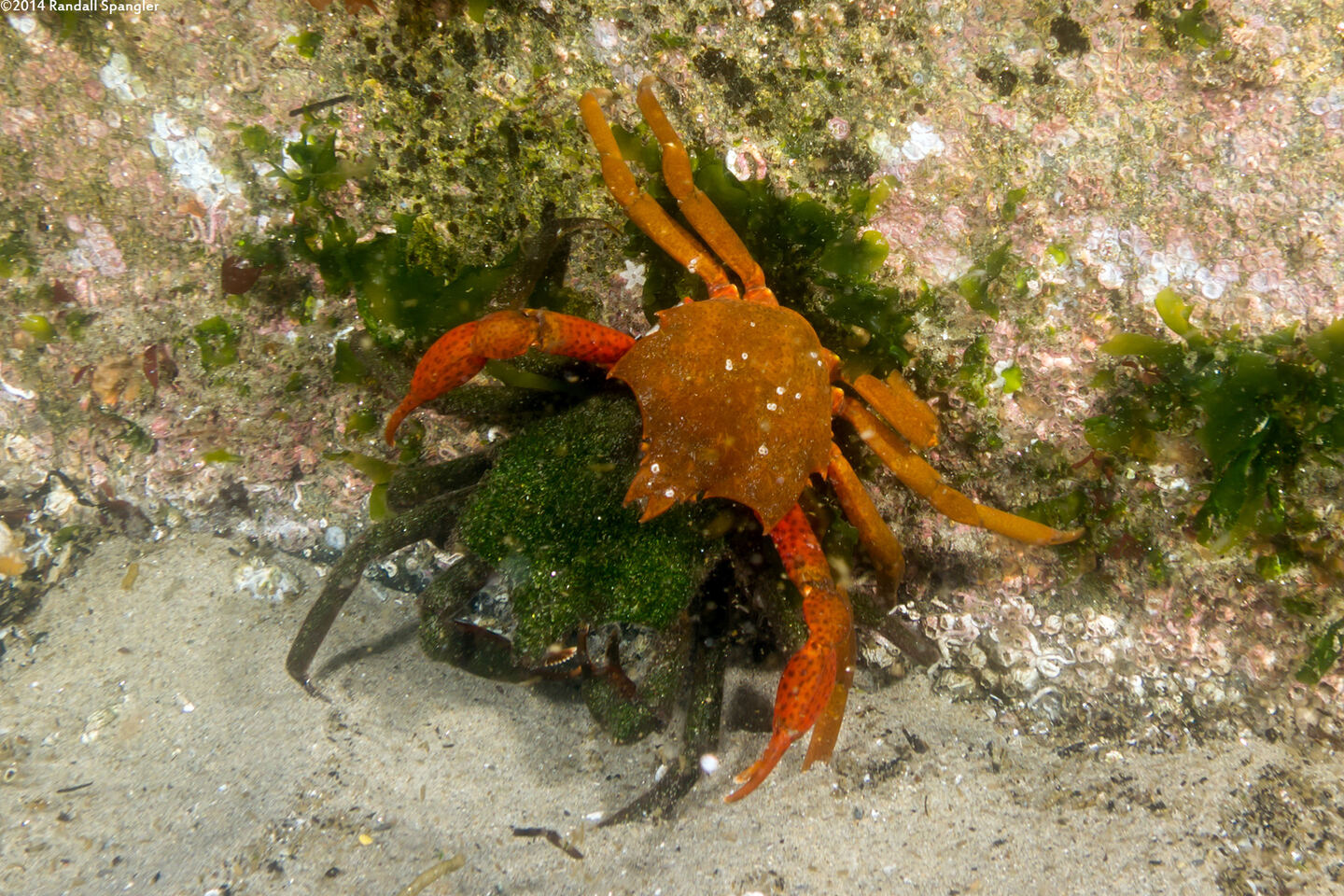 Pugettia producta (Northern Kelp Crab)