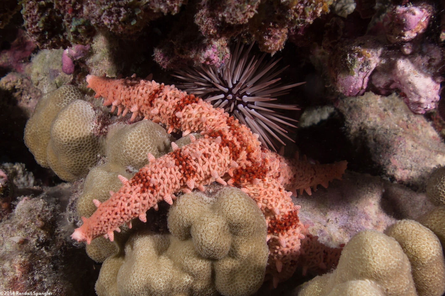 Mithrodia fisheri (Fisher's Star)