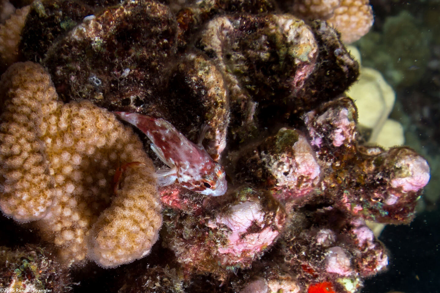 Sebastapistes coniorta (Speckled Scorpionfish)