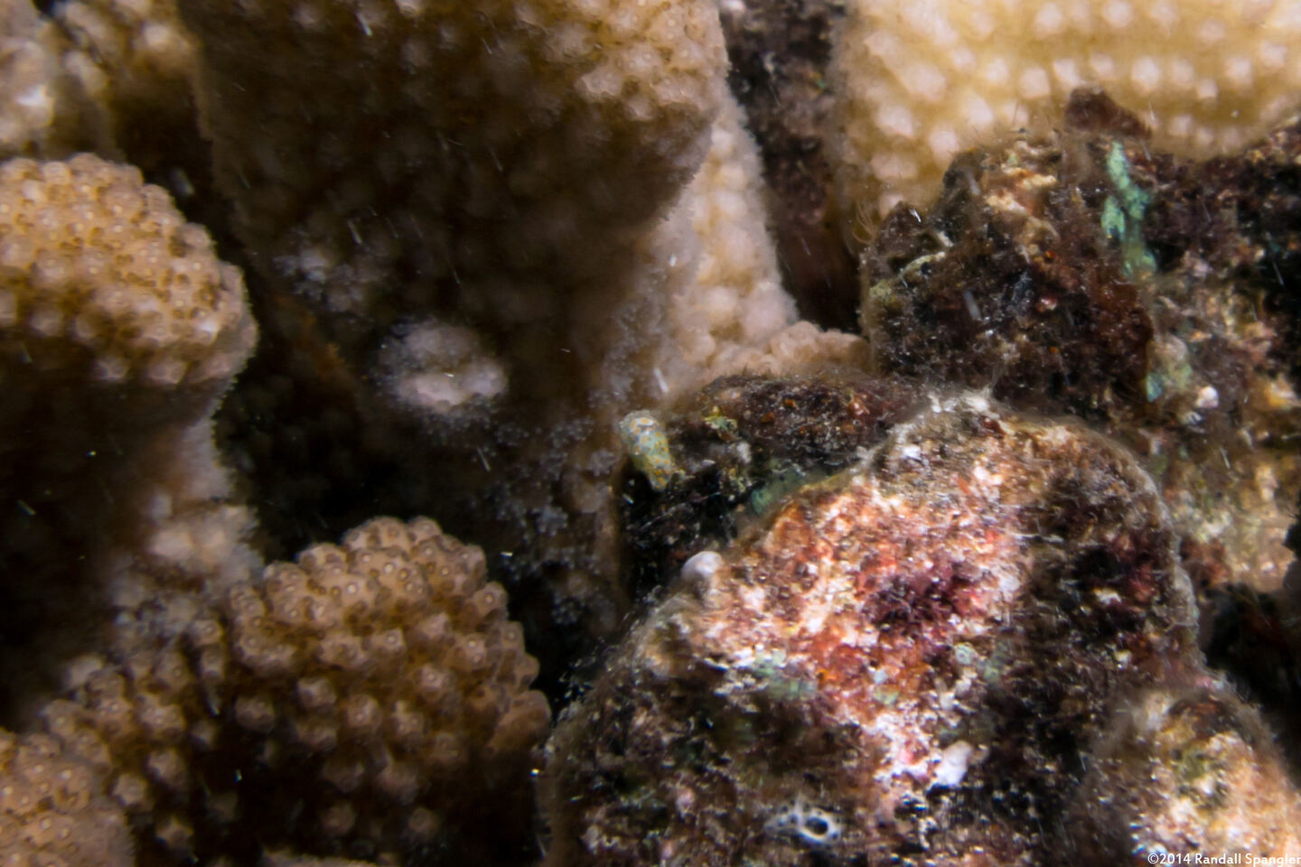 Lamprohaminoea cf. ovalis (Lamprohaminoea cf. ovalis)