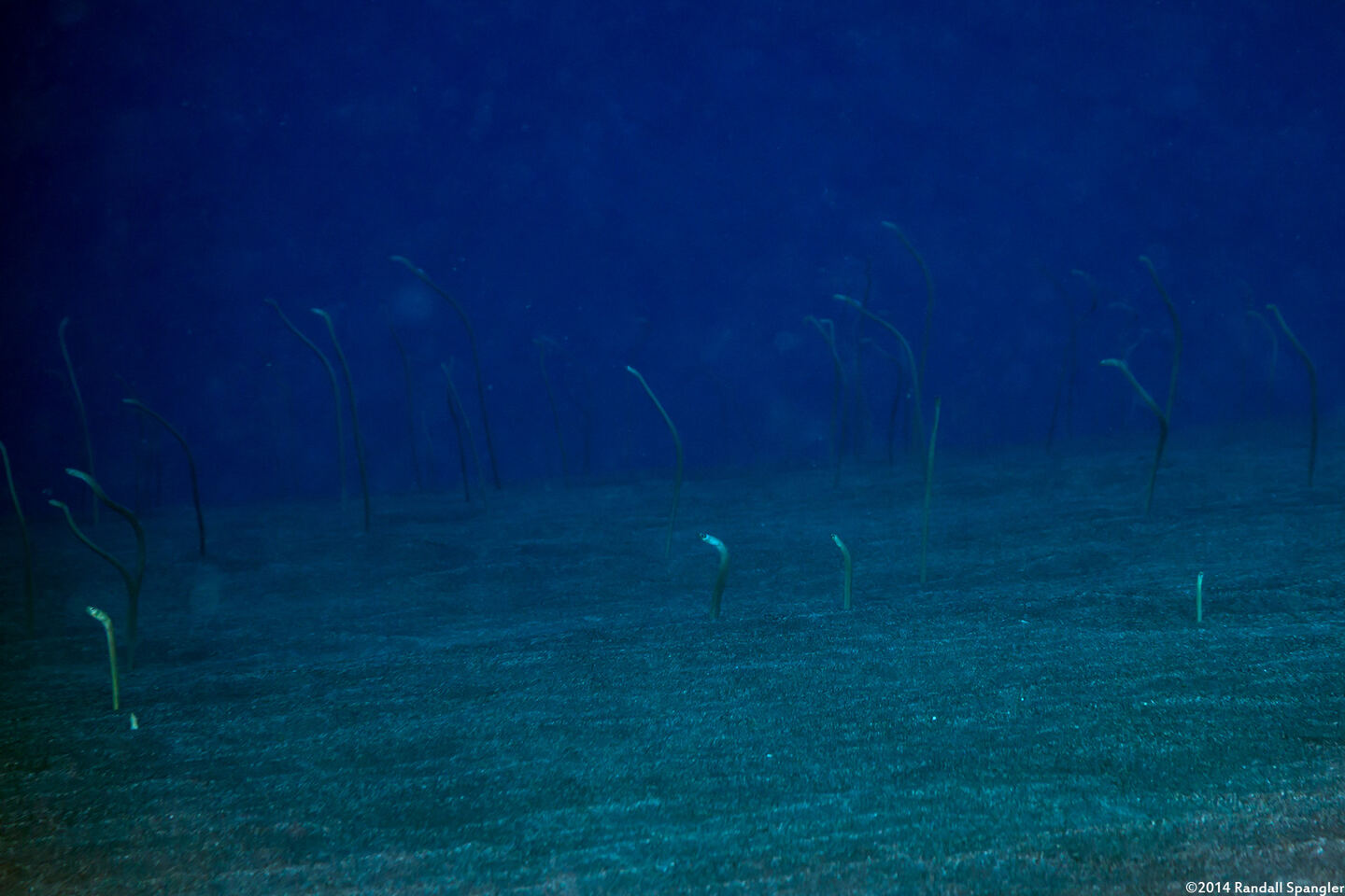 Gorgasia hawaiiensis (Hawaiian Garden Eel)