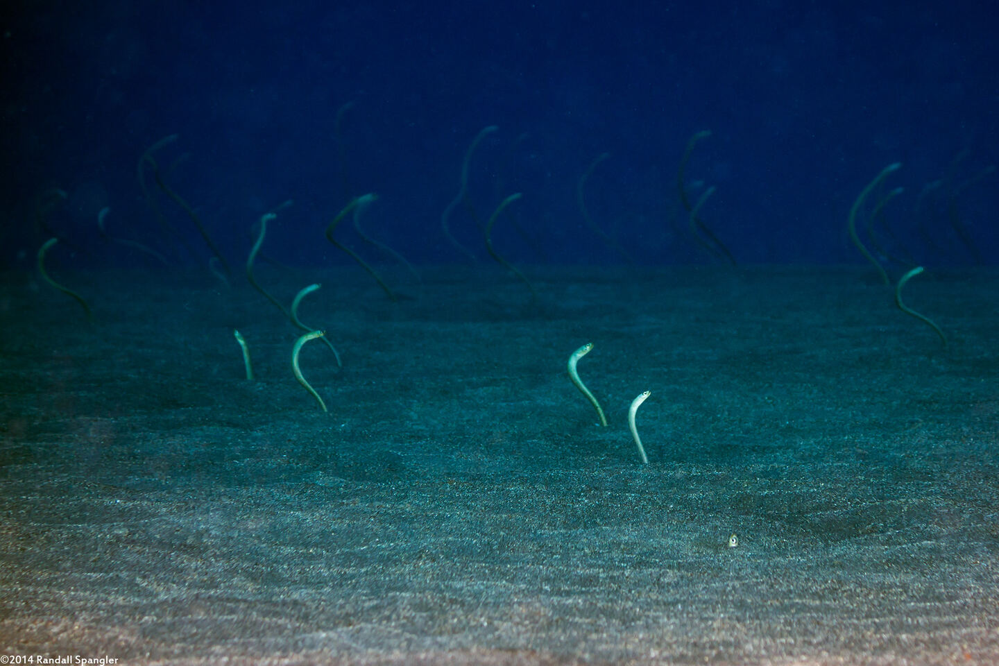 Gorgasia hawaiiensis (Hawaiian Garden Eel)