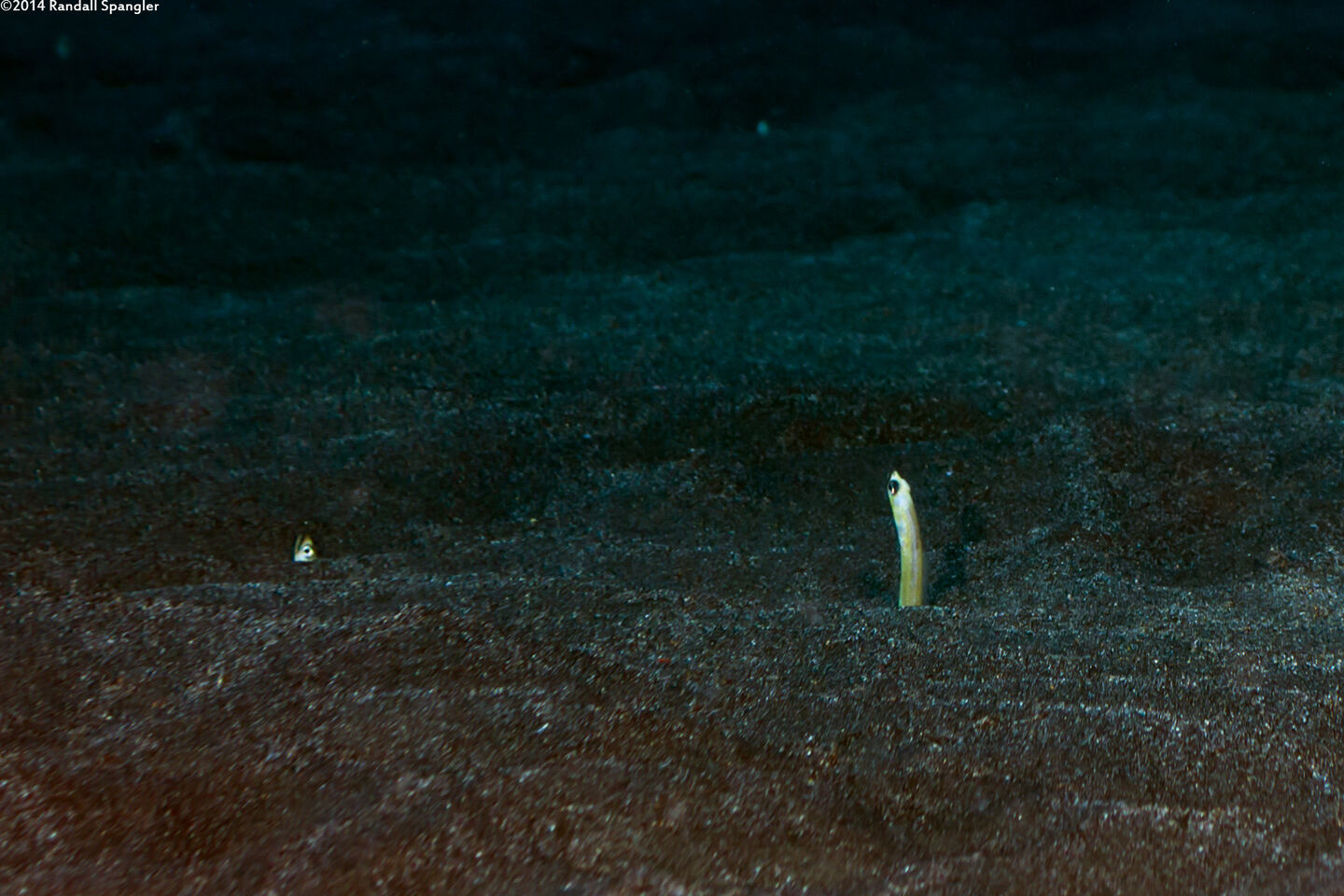 Gorgasia hawaiiensis (Hawaiian Garden Eel)