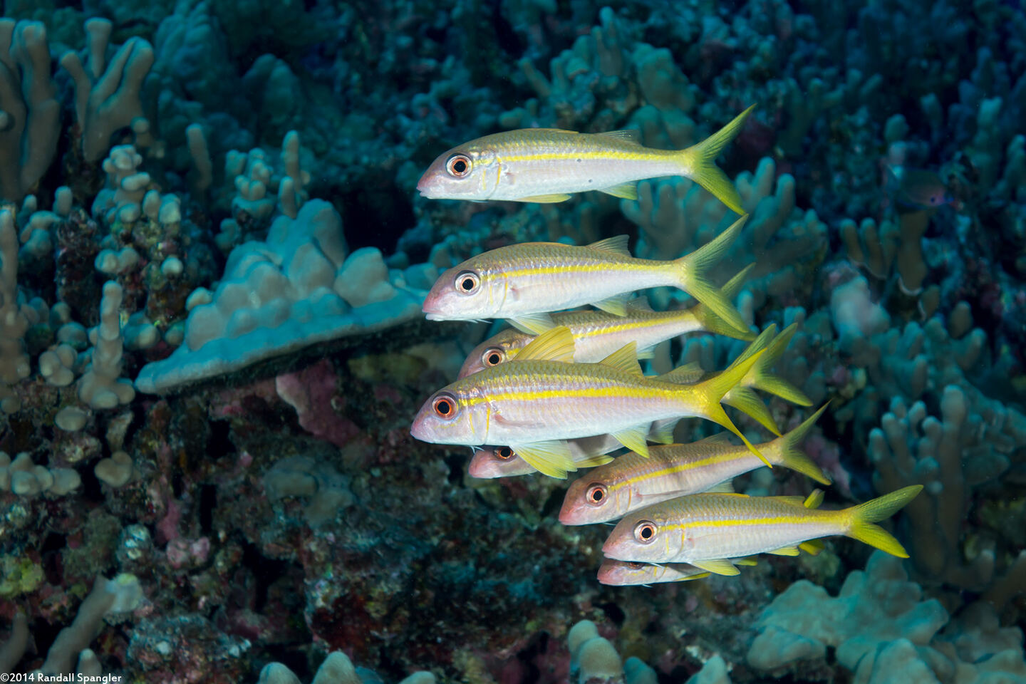 Mulloidichthys vanicolensis (Yellowfin Goatfish)
