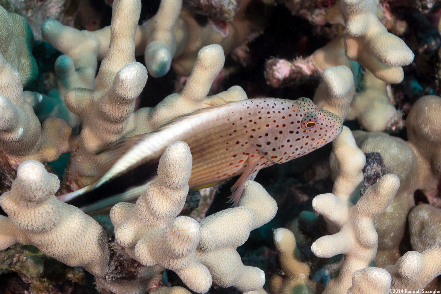 Paracirrhites forsteri (Freckled Hawkfish)