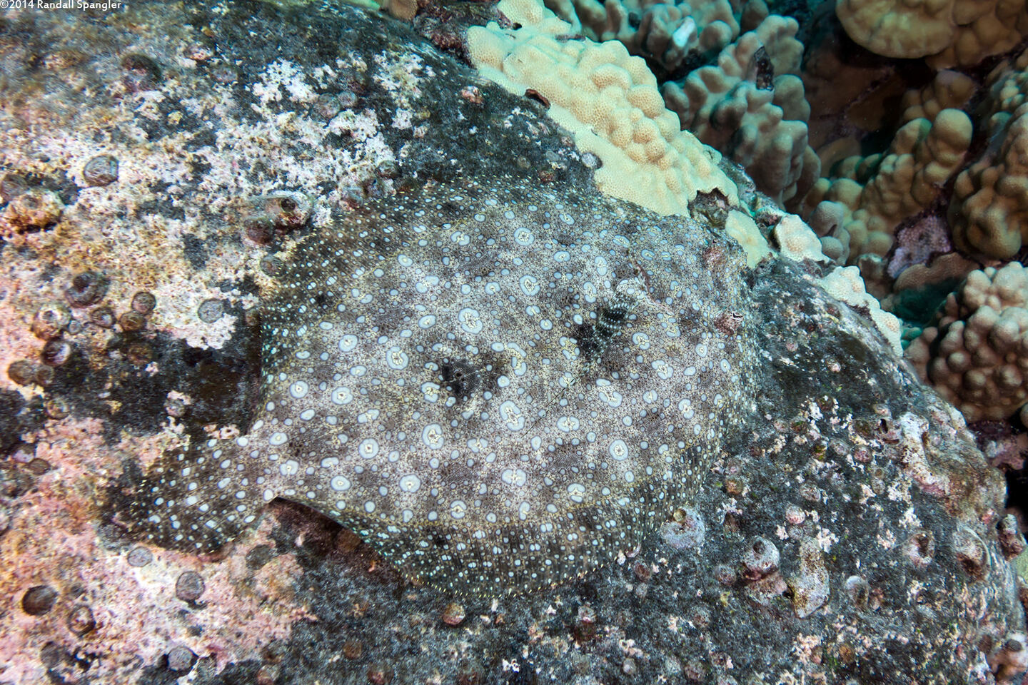 Bothus mancus (Flowery Flounder)