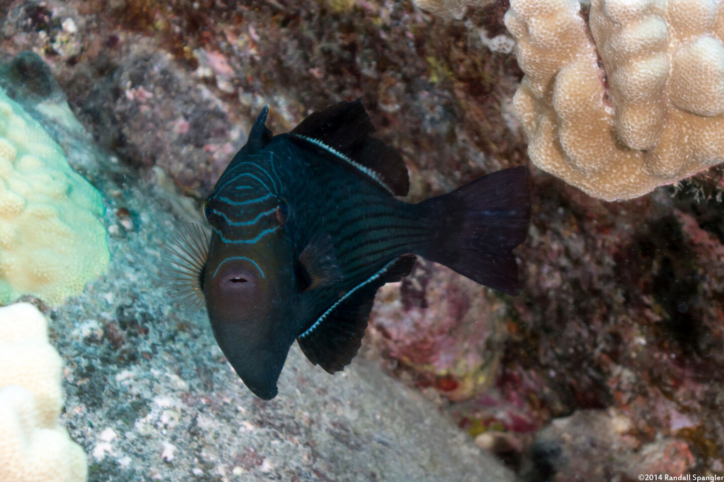 Melichthys niger (Black Triggerfish)