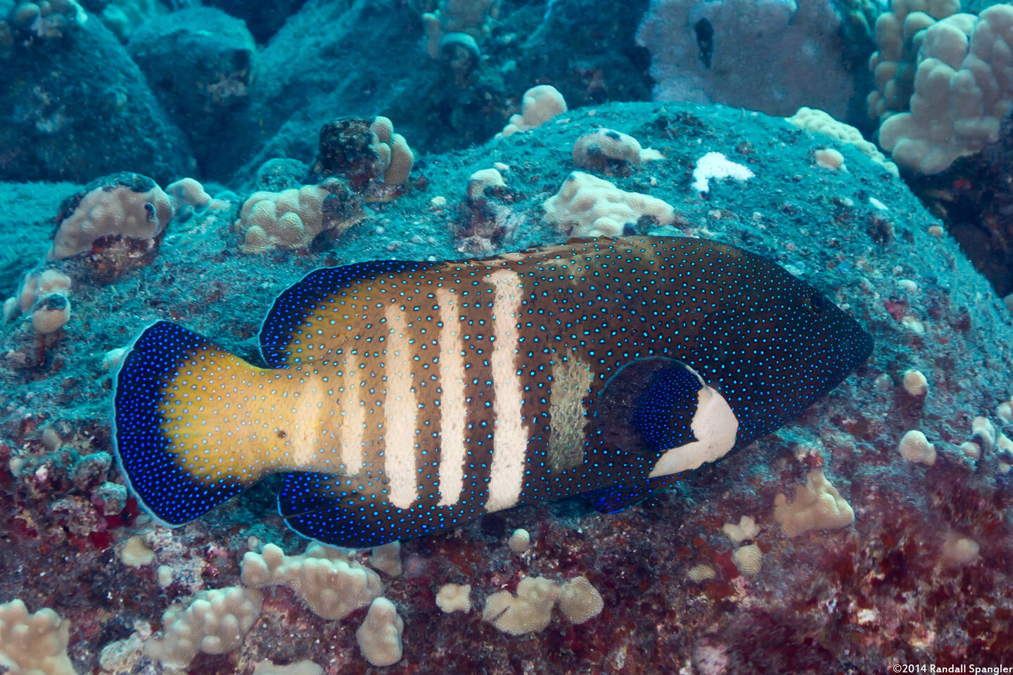 Cephalopholis argus (Peacock Grouper)