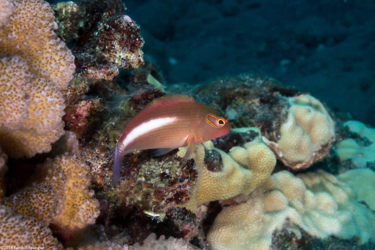 Paracirrhites arcatus (Arc-Eye Hawkfish)