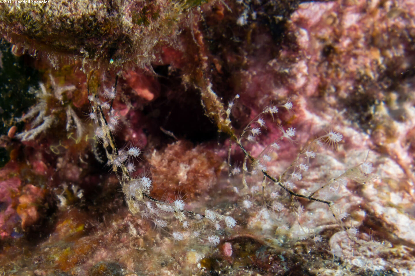 Pennaria disticha (Christmas Tree Hydroid)