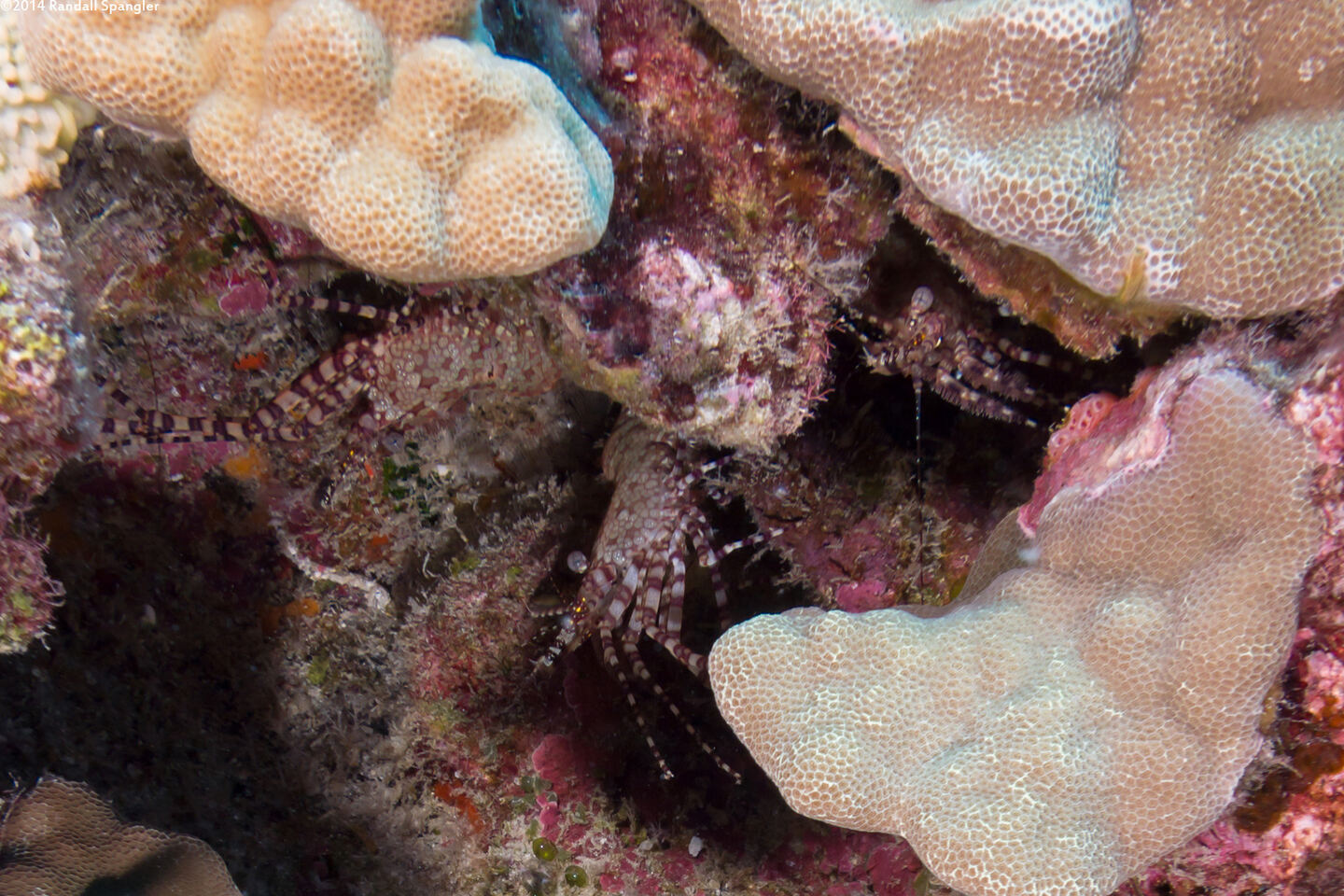 Saron marmoratus (Common Marbled Shrimp)