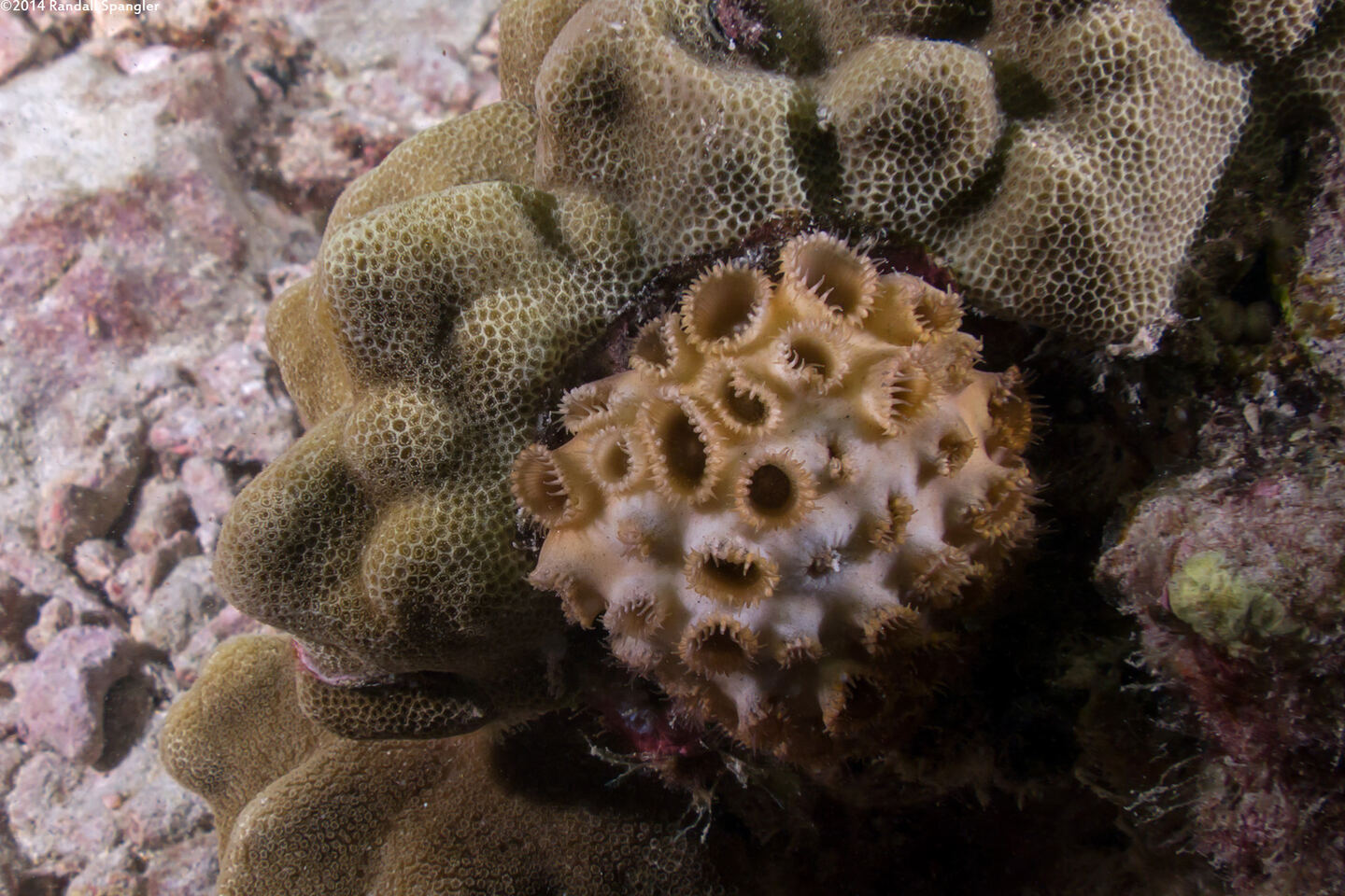 Palythoa caesia (Blue-Gray Zoanthid)