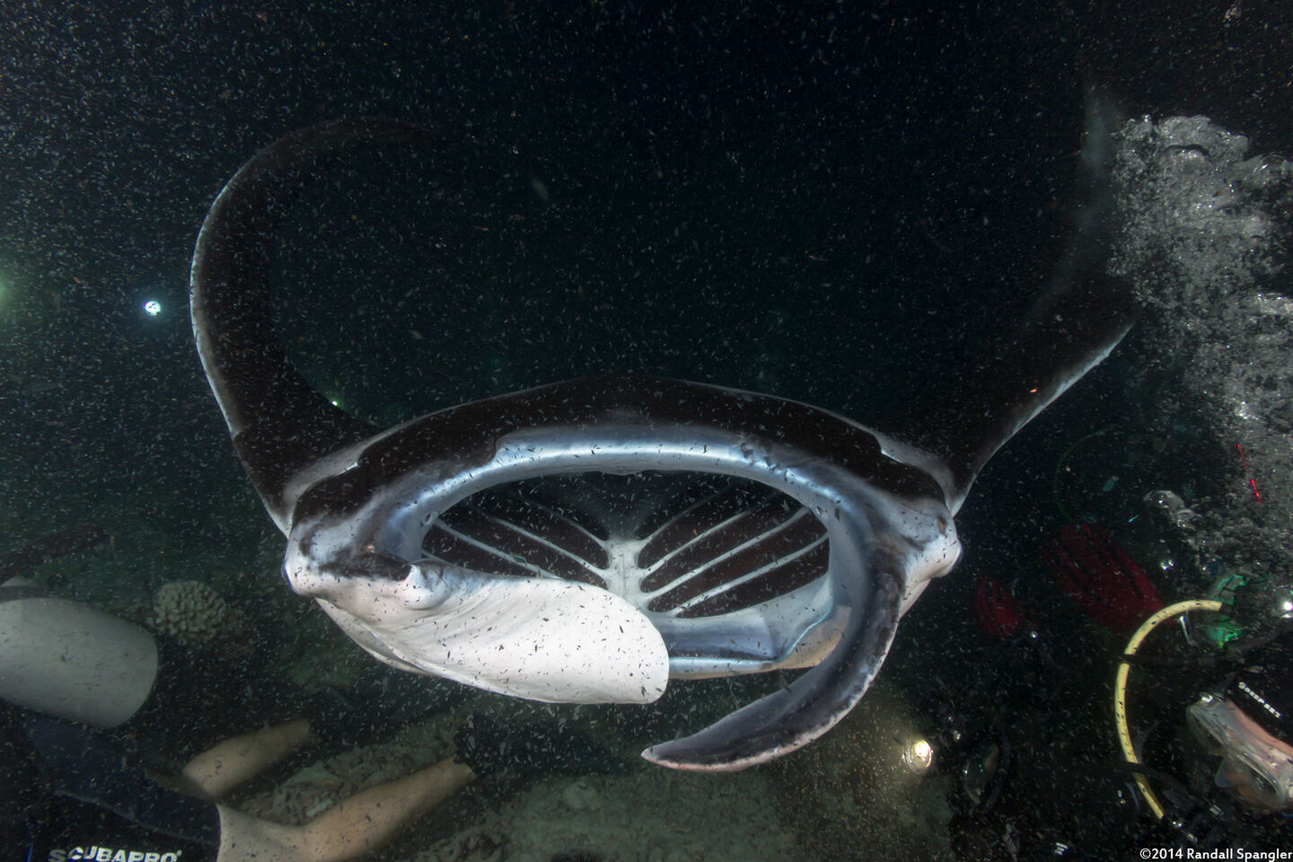 Mobula alfredi (Coastal Manta Ray)