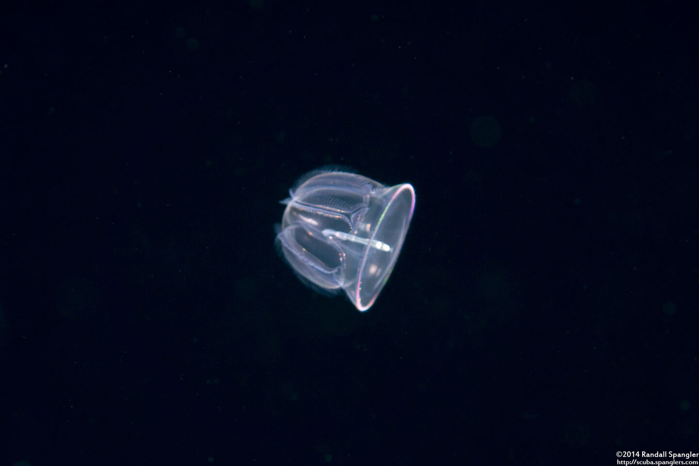 Class Enteropneusta (Larval Acorn Worm)