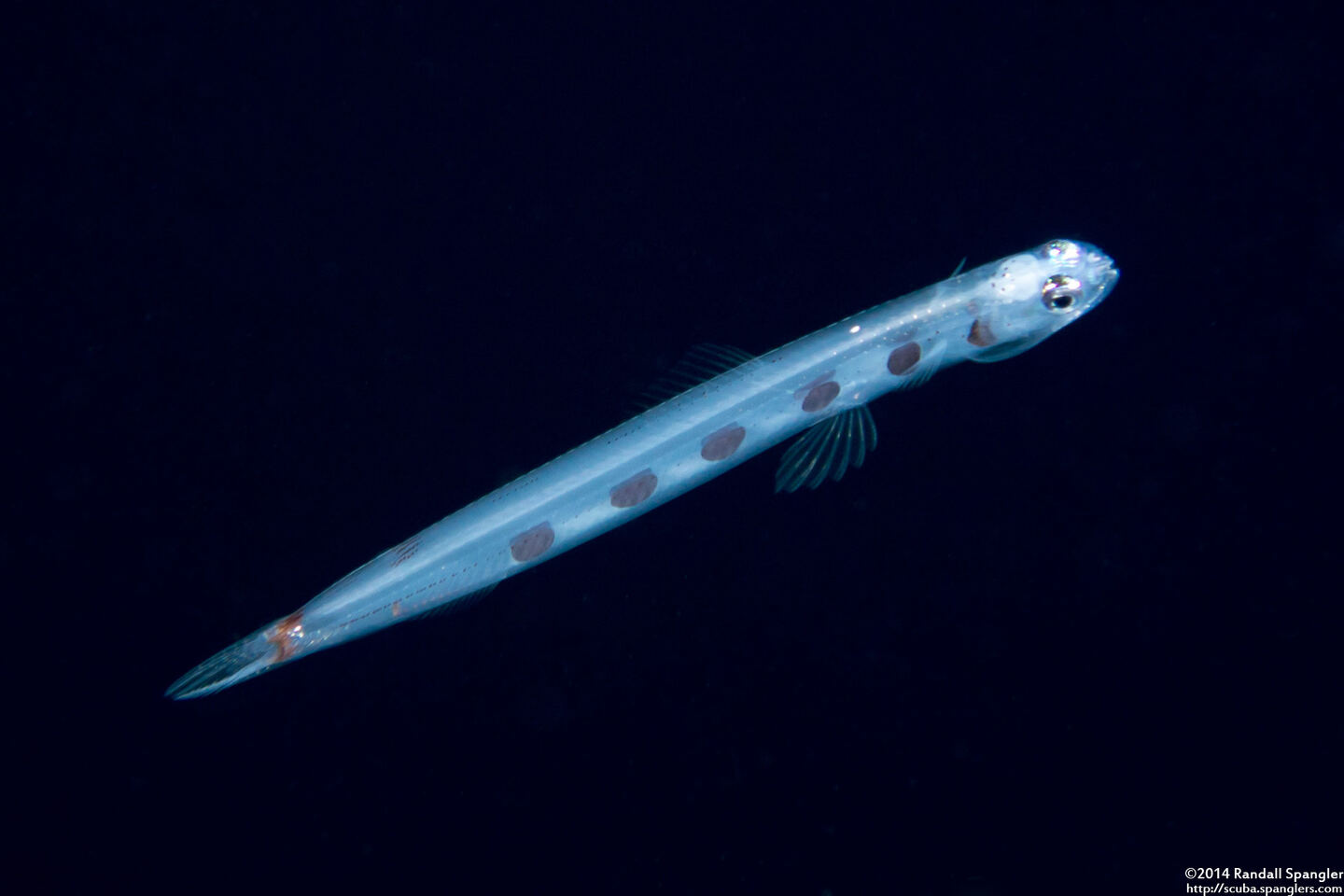 Trachinocephalus myops (Snakefish)