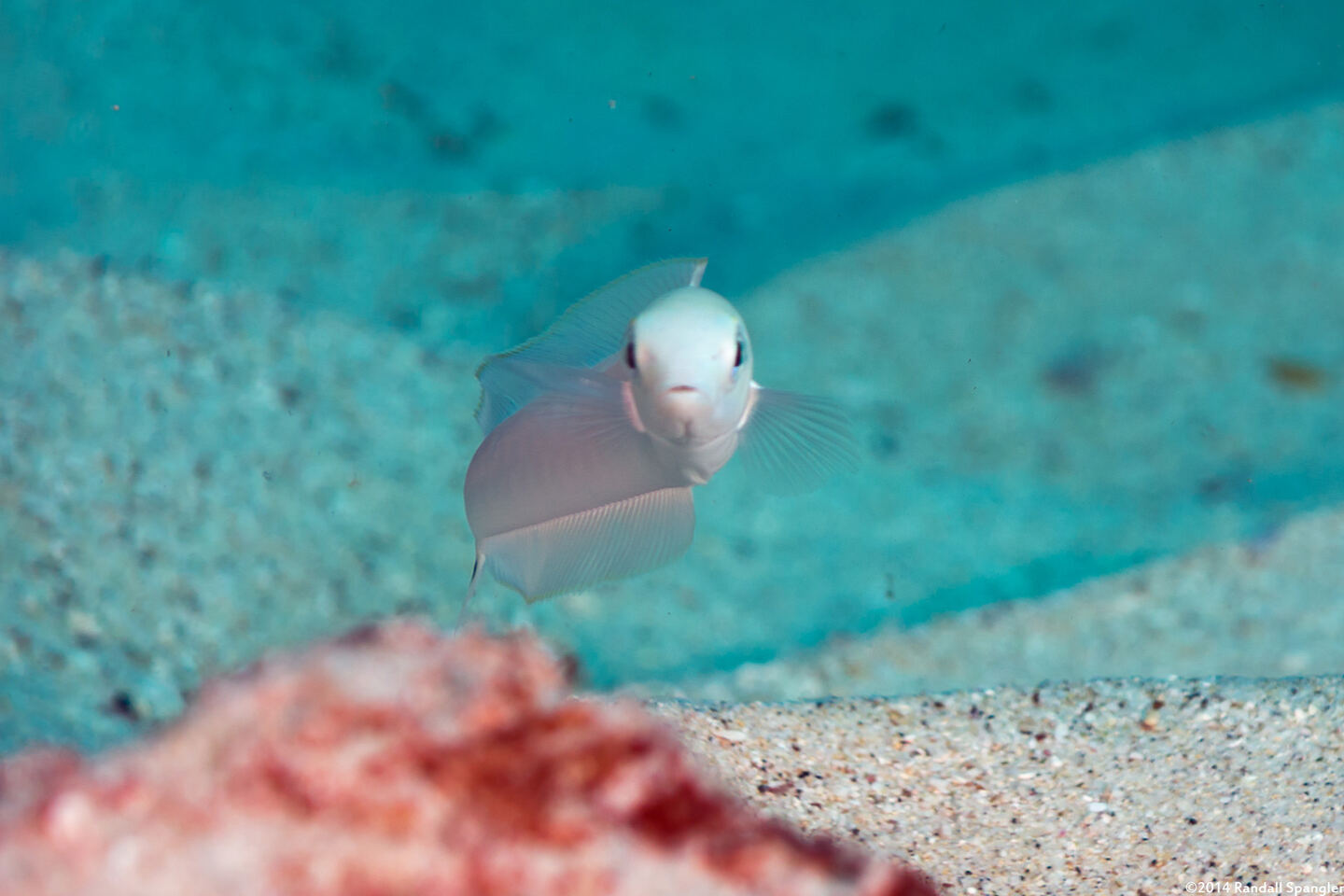 Malacanthus brevirostris (Flagtail Blanquillo)