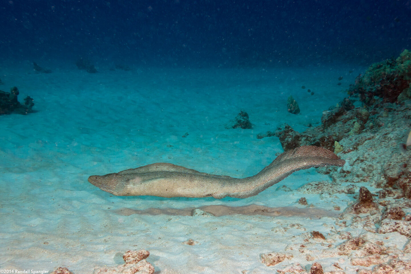 Gymnothorax meleagris (Whitemouth Moray)