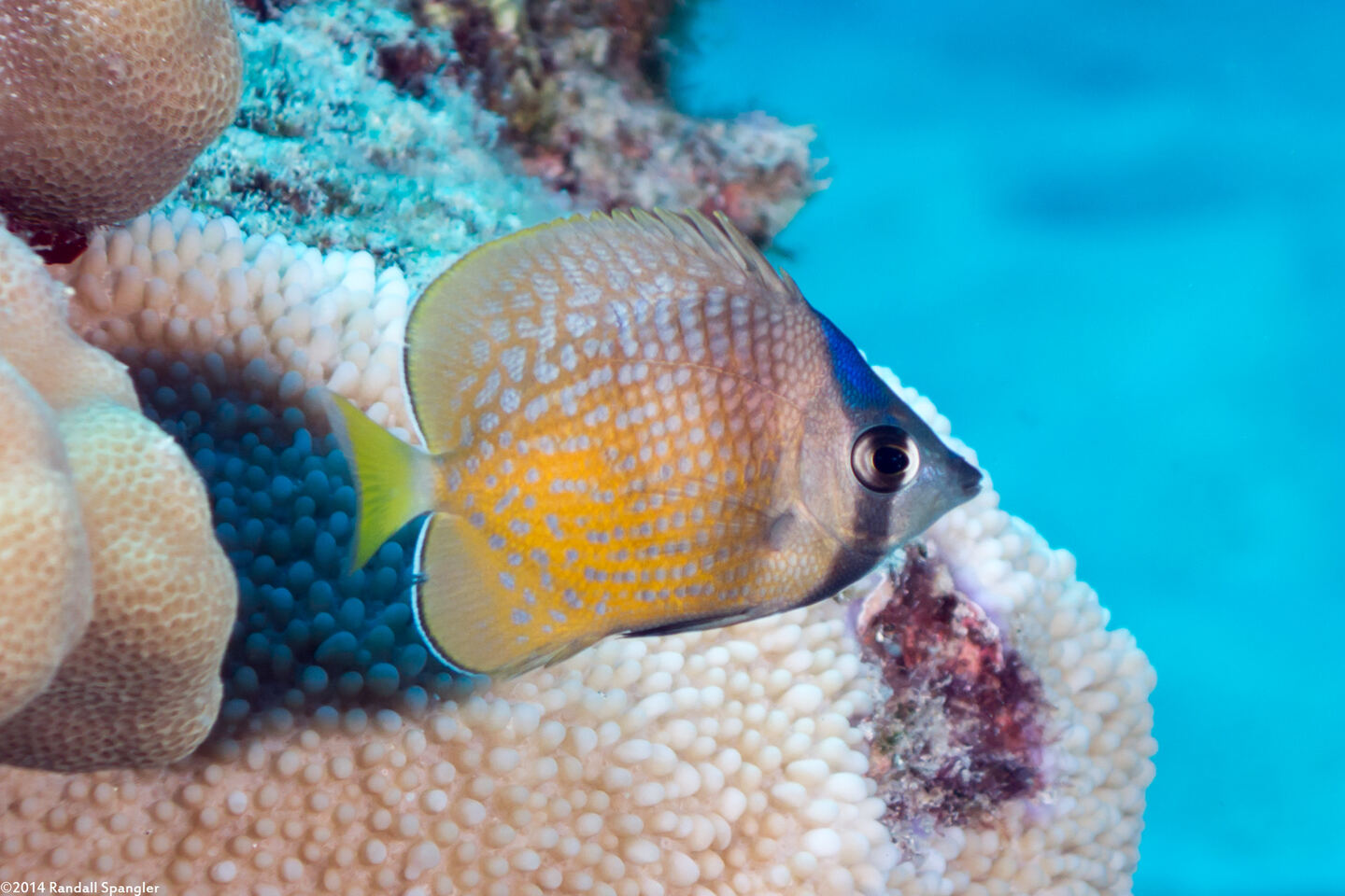 Chaetodon kleinii (Blacklip Butterflyfish)