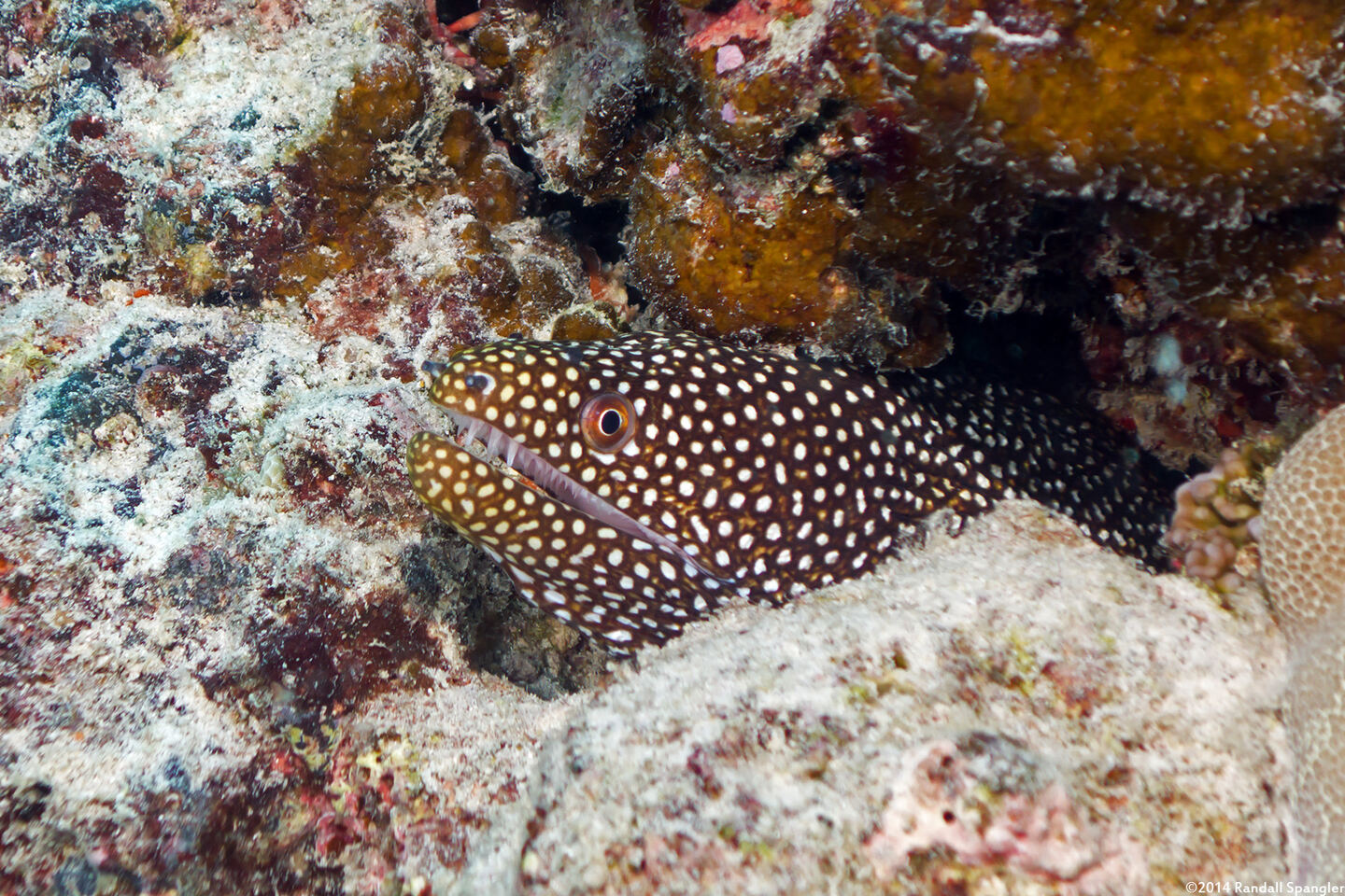 Gymnothorax meleagris (Whitemouth Moray)