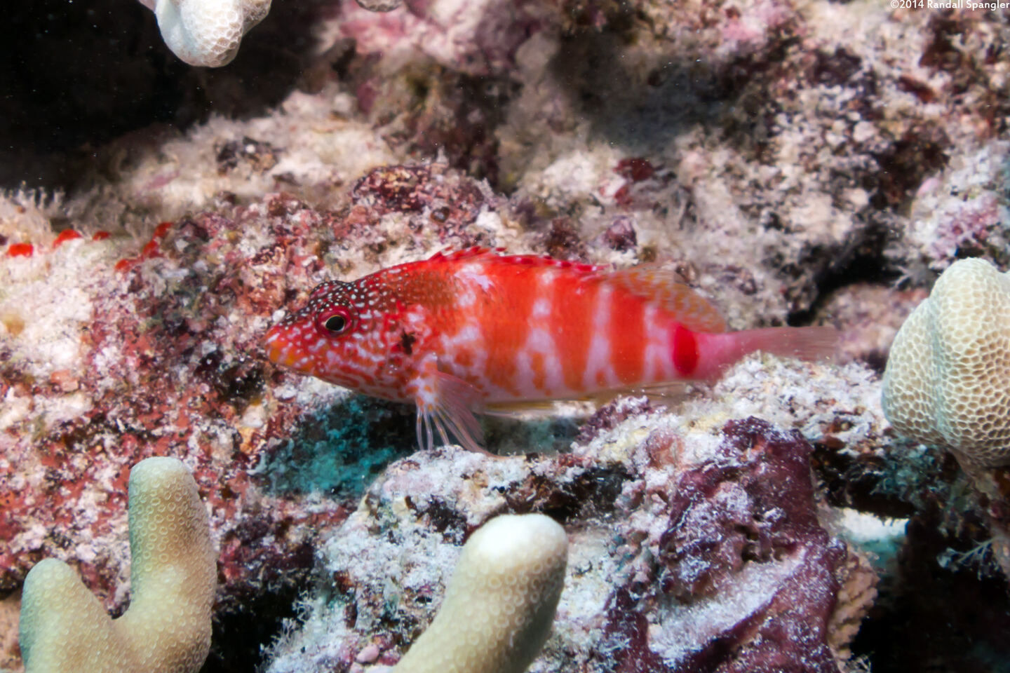 Cirrhitops fasciatus (Redbarred Hawkfish)