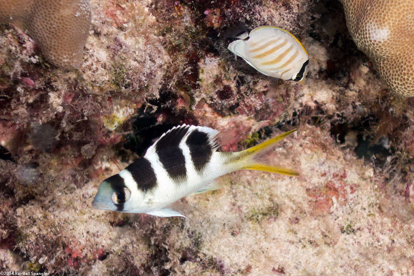 Monotaxis grandoculis (Humpnose Bigeye Bream)
