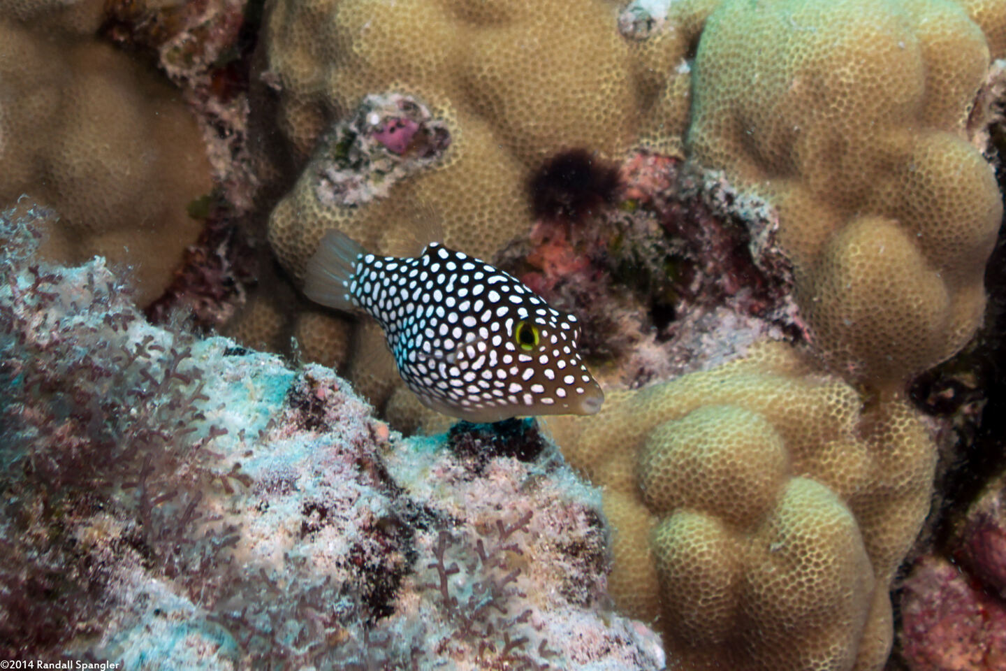 Canthigaster jactator (Hawaiian Whitespotted Toby)