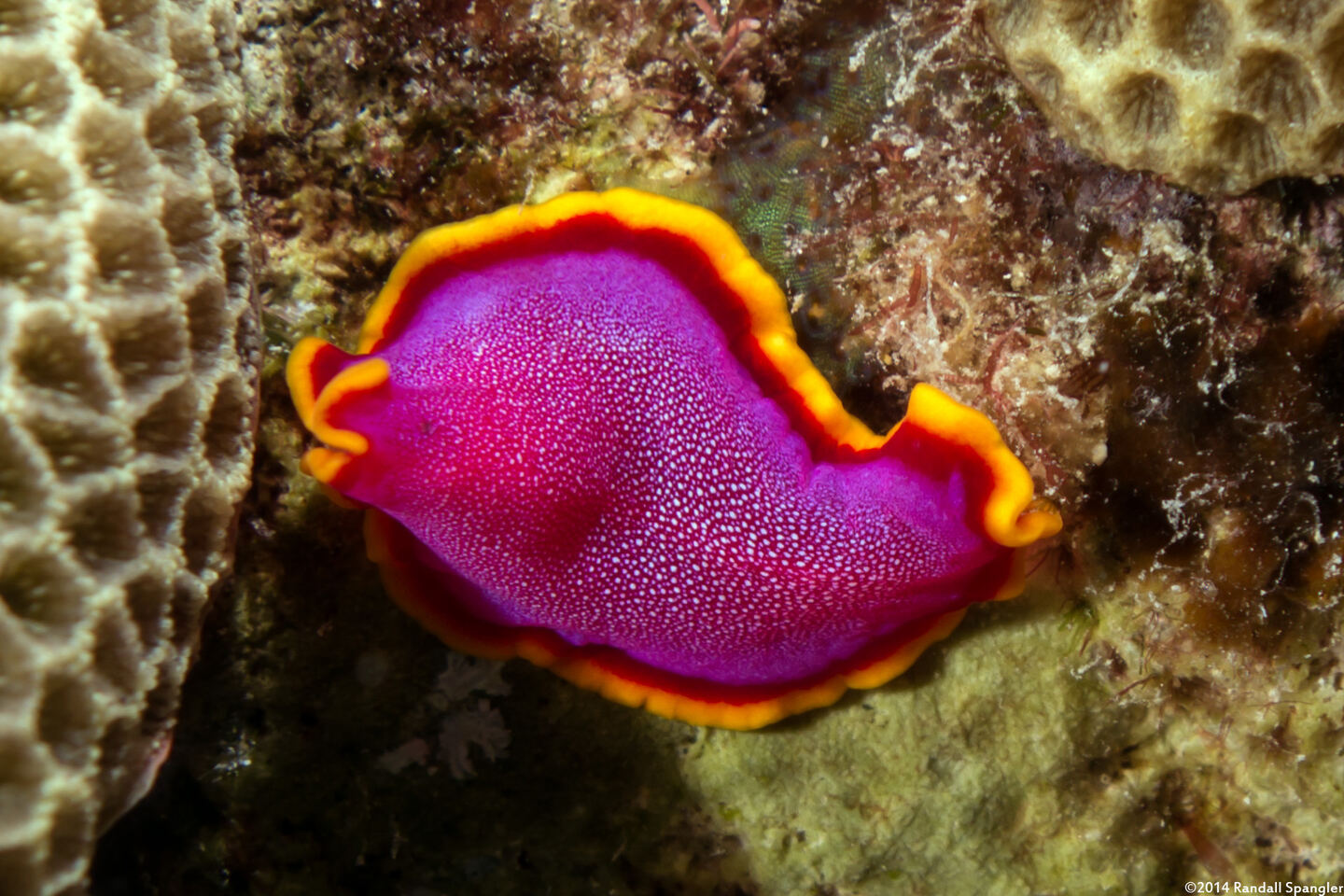 Pseudoceros ferrugineus (Fuchsia Flatworm)