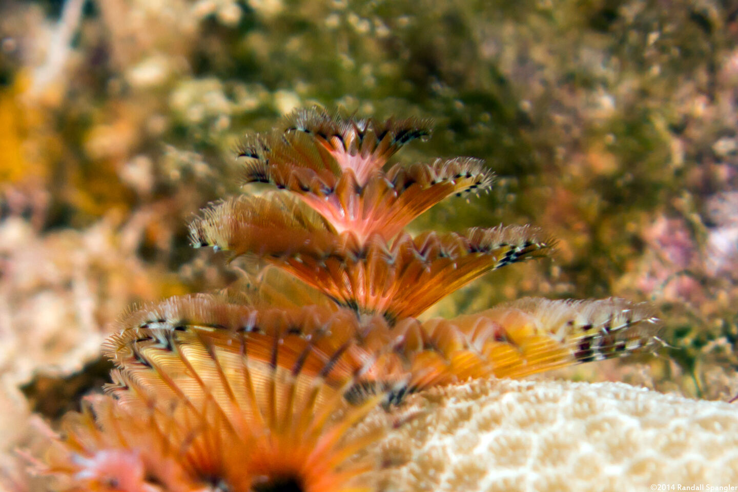 Spirobranchus sp.1 (Christmas Tree Worm)