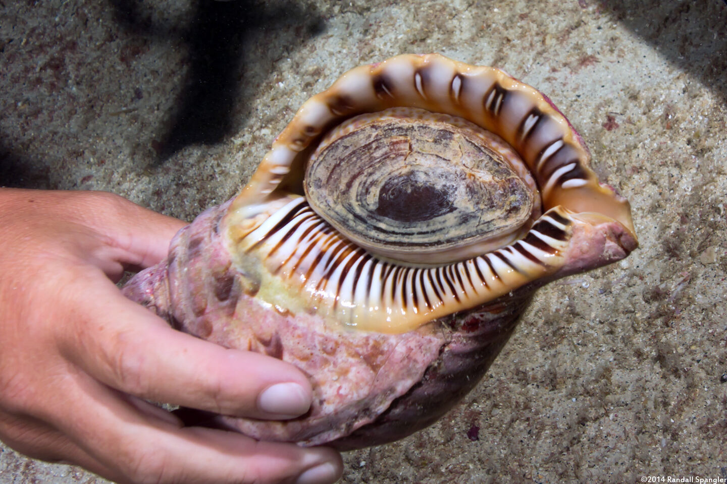 Charonia tritonis (Triton's Trumpet)