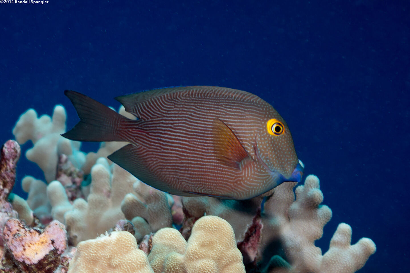 Ctenochaetus strigosus (Goldring Surgeonfish)