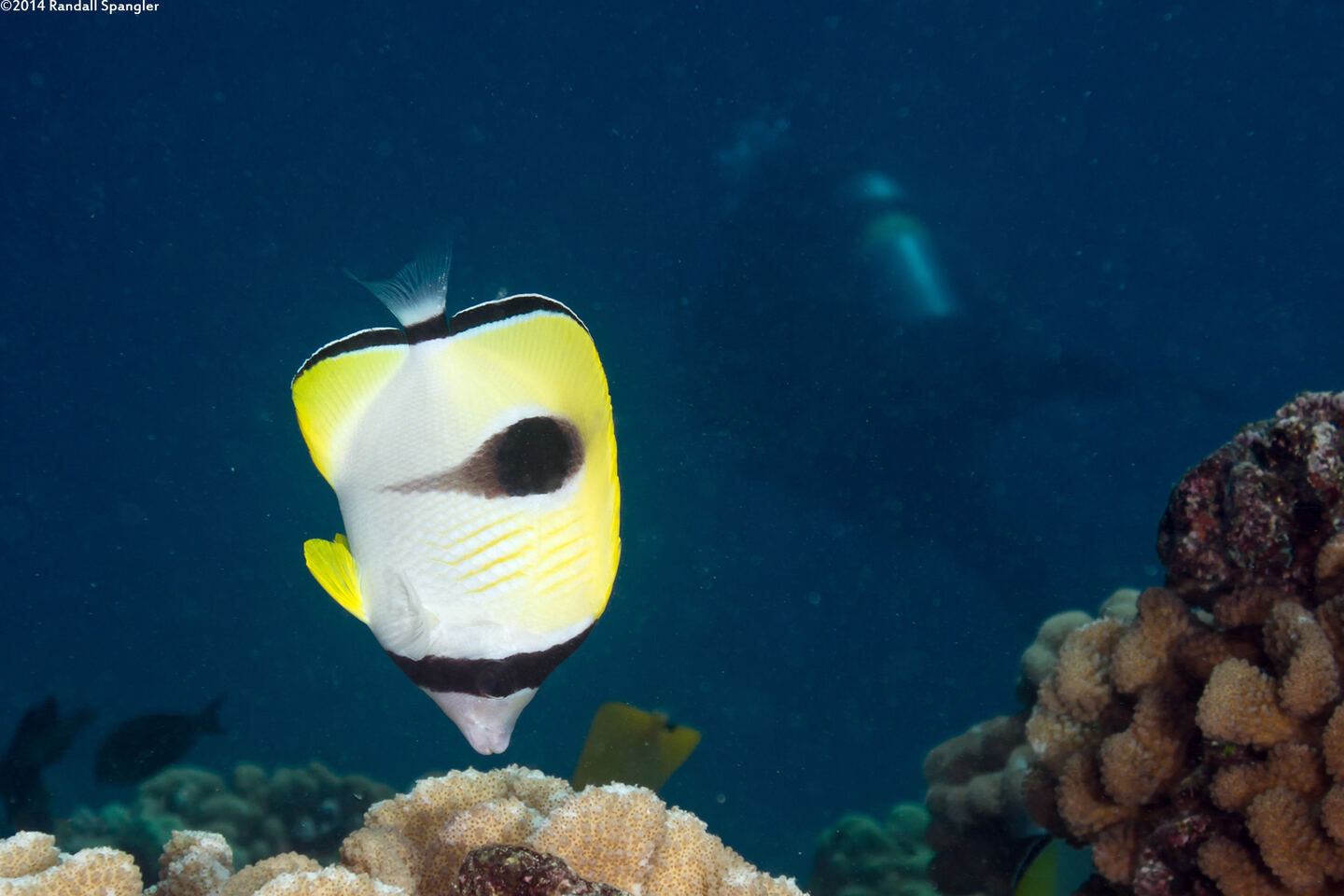 Chaetodon unimaculatus (Teardrop Butterflyfish)