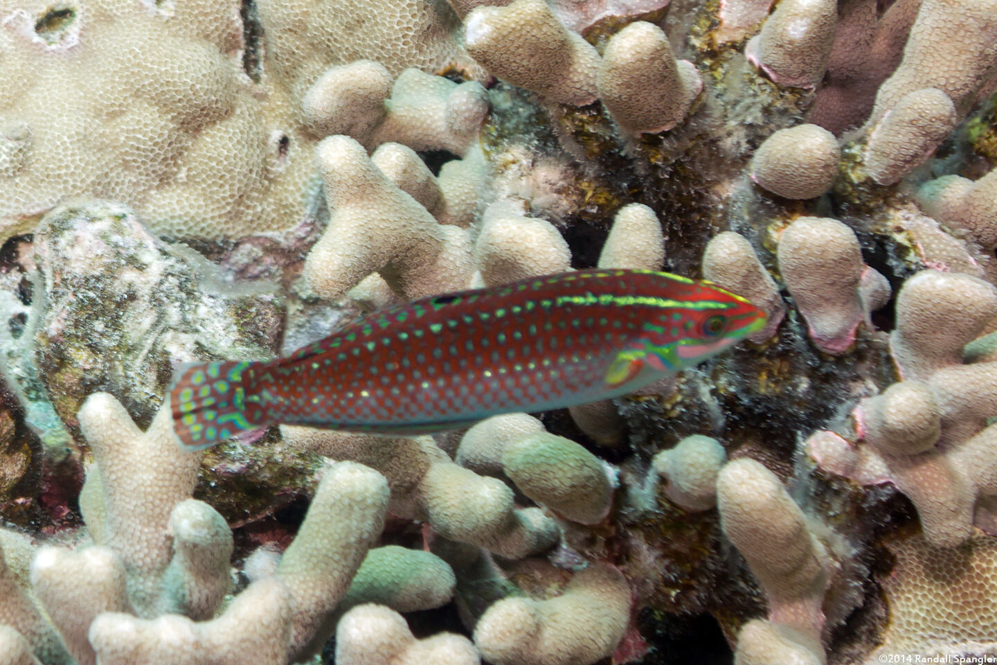Halichoeres ornatissimus (Ornate Wrasse)