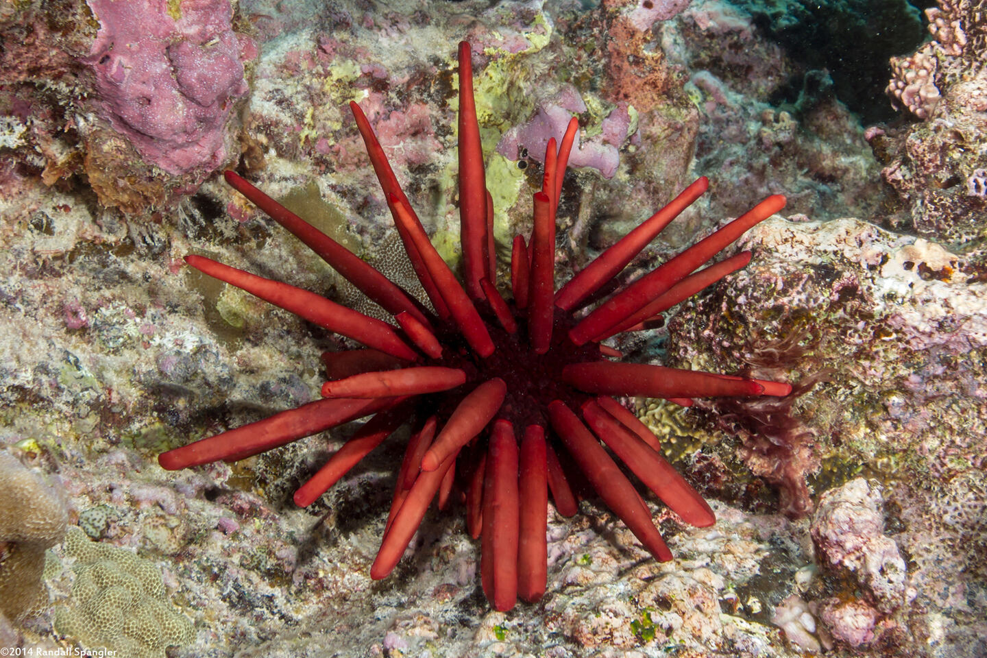 Heterocentrotus mamillatus (Red Pencil Urchin)