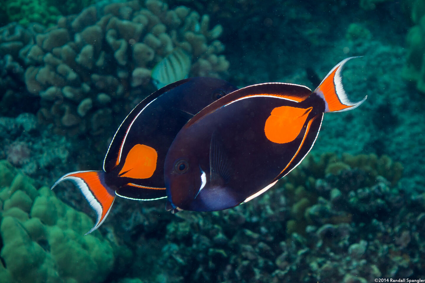 Acanthurus achilles (Achilles Tang)