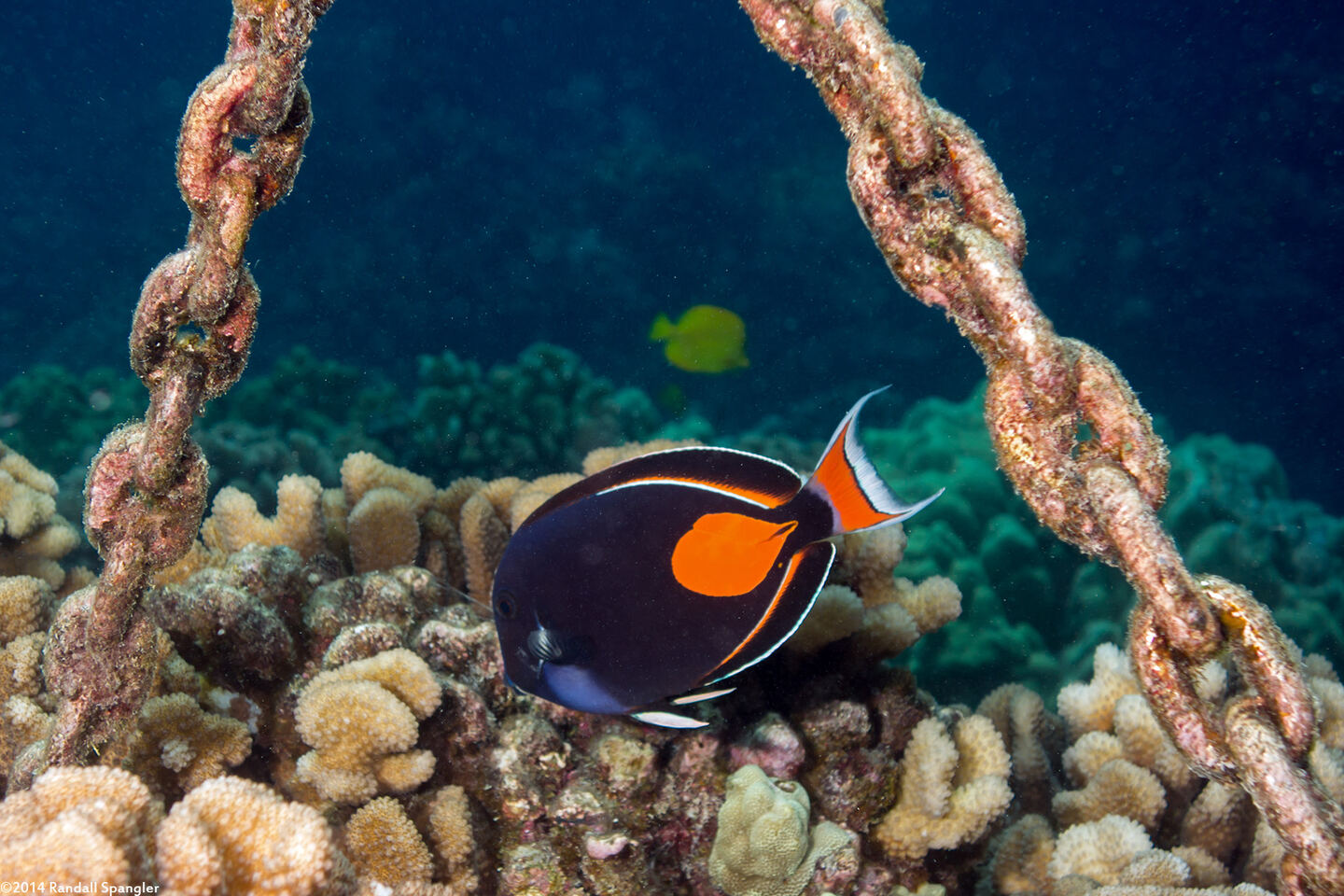 Acanthurus achilles (Achilles Tang)