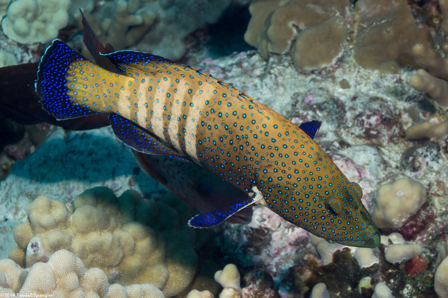 Cephalopholis argus (Peacock Grouper)