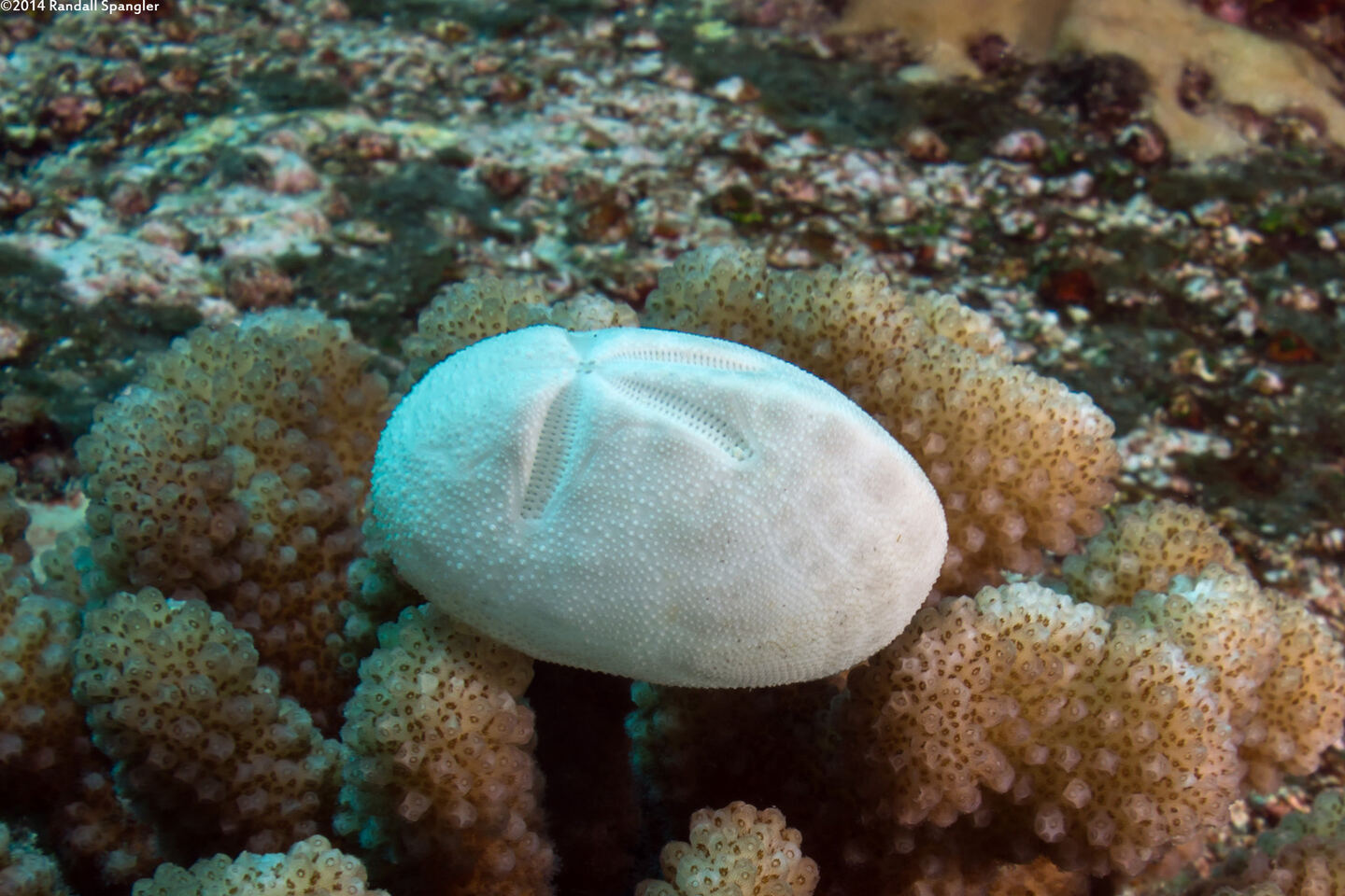 Brissus latecarinatus (Keeled Heart Urchin); Urchin test (skeleton)